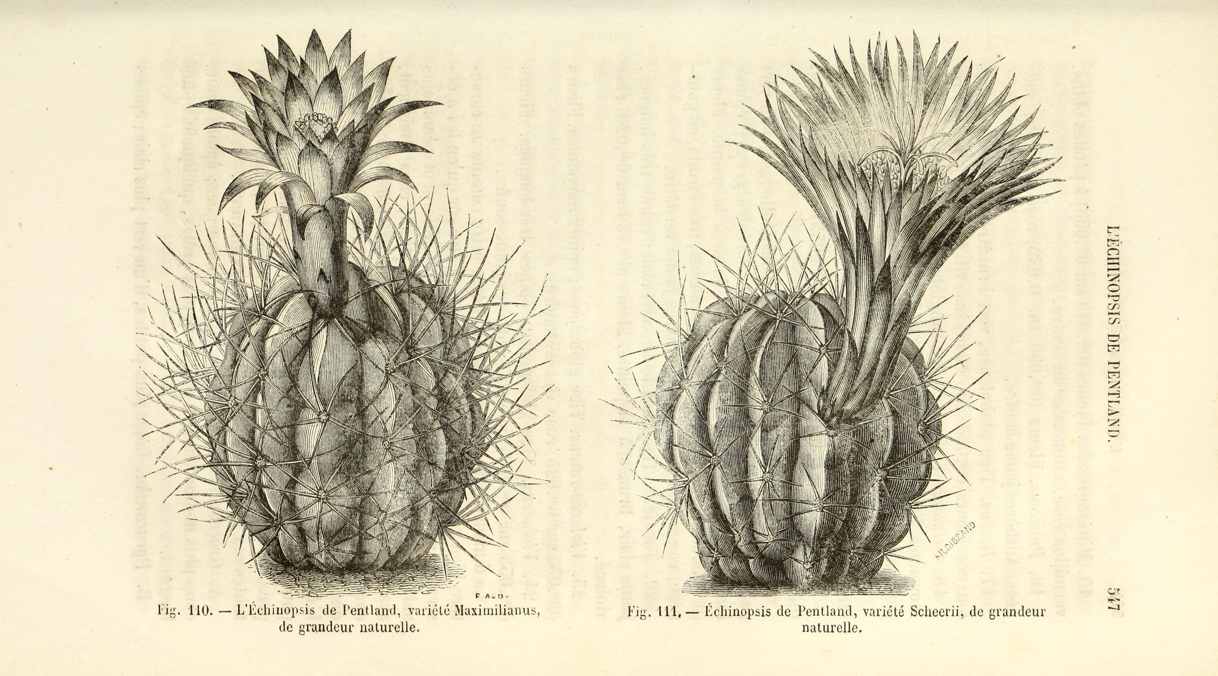 no full size  illustration available (3a)