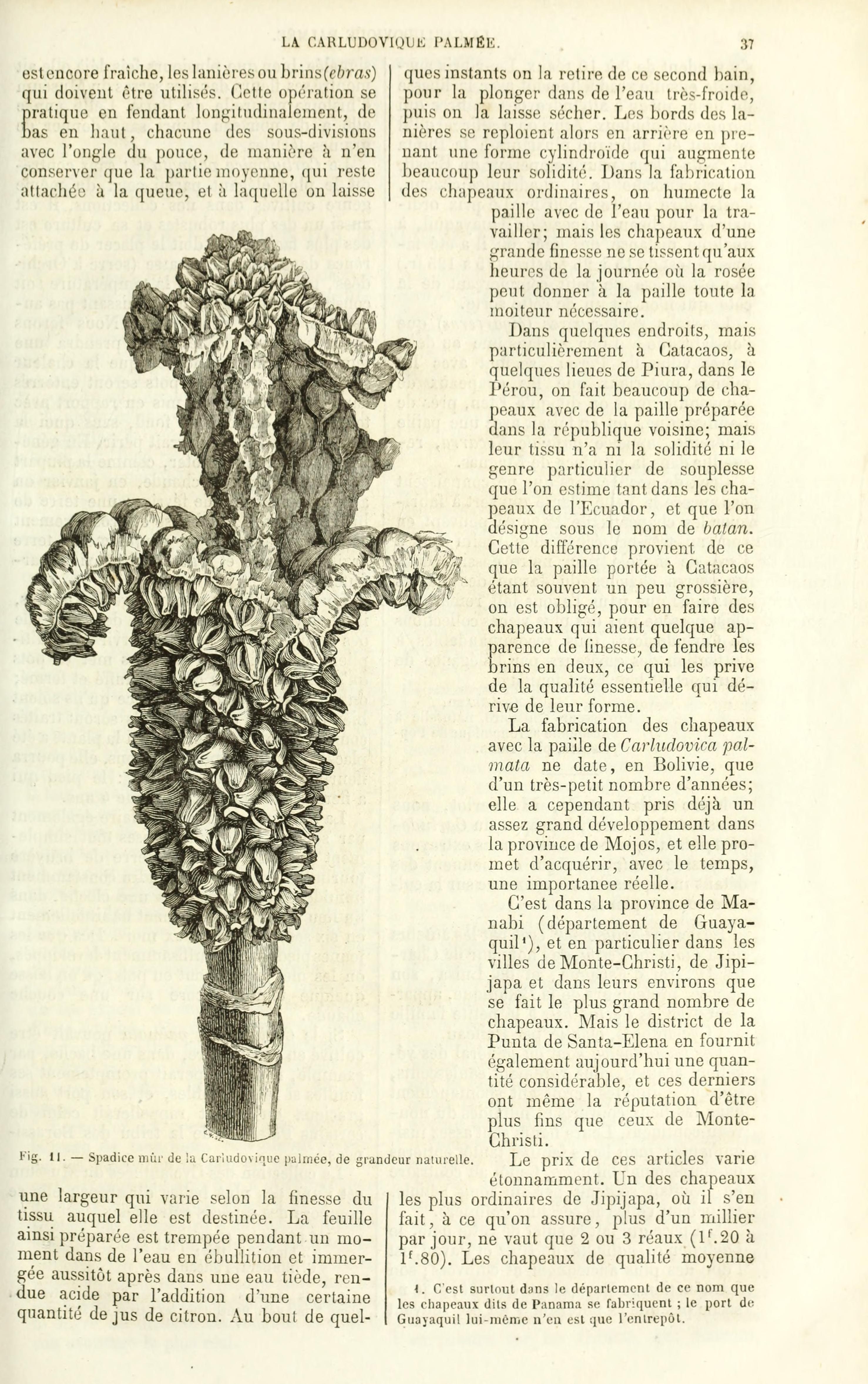 no full size  illustration available (3a)