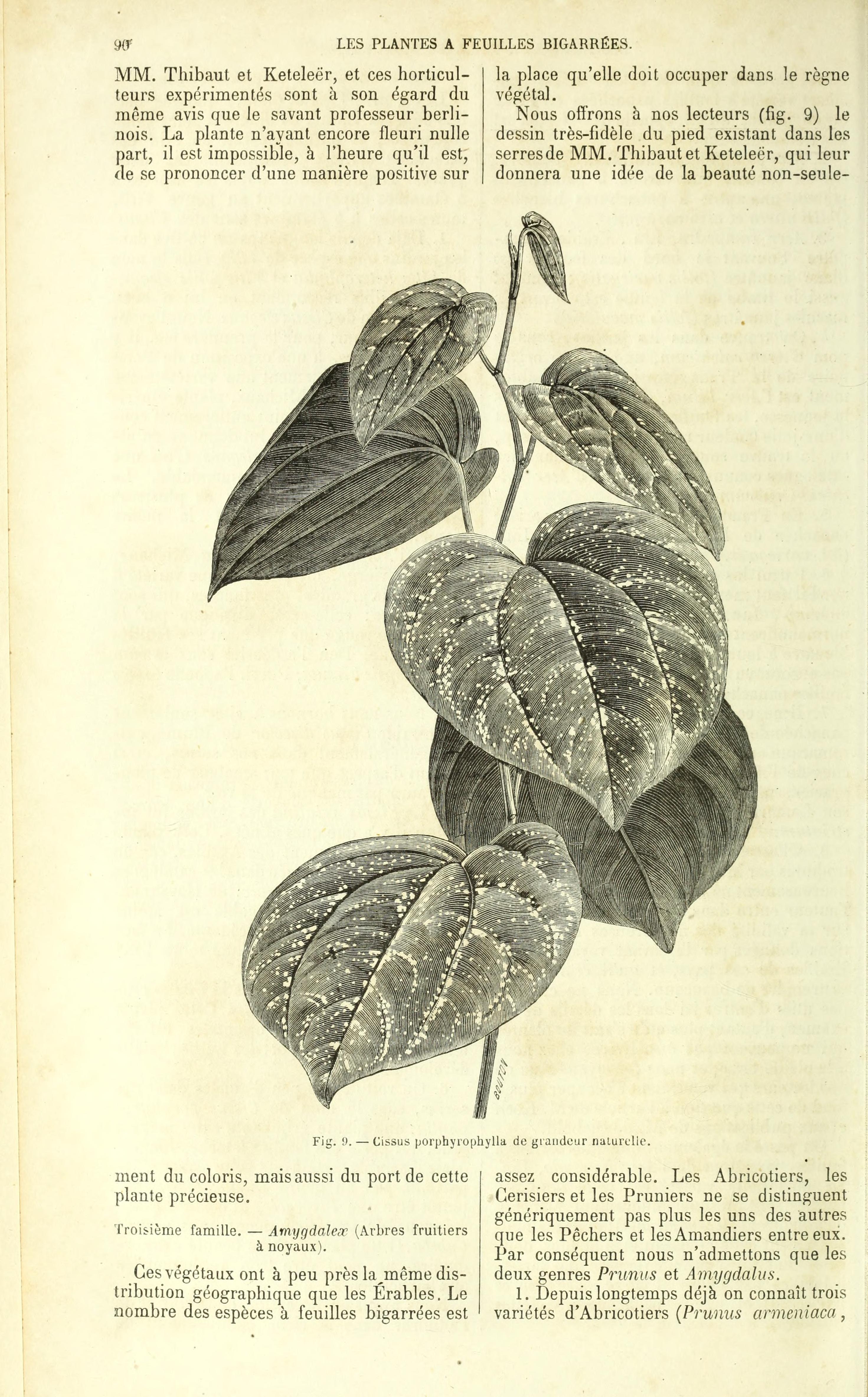 no full size  illustration available (3a)