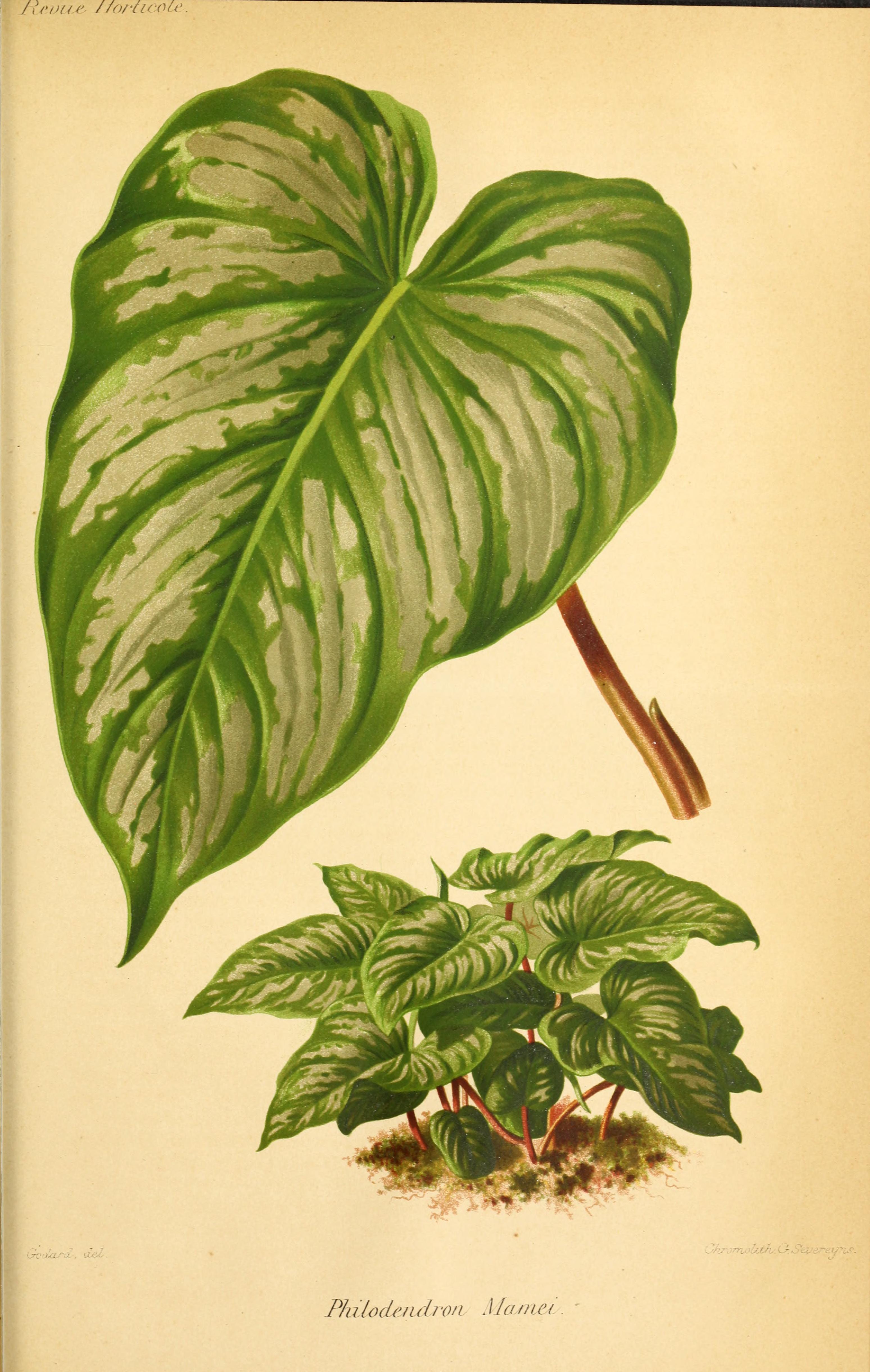 no full size  illustration available (3a)