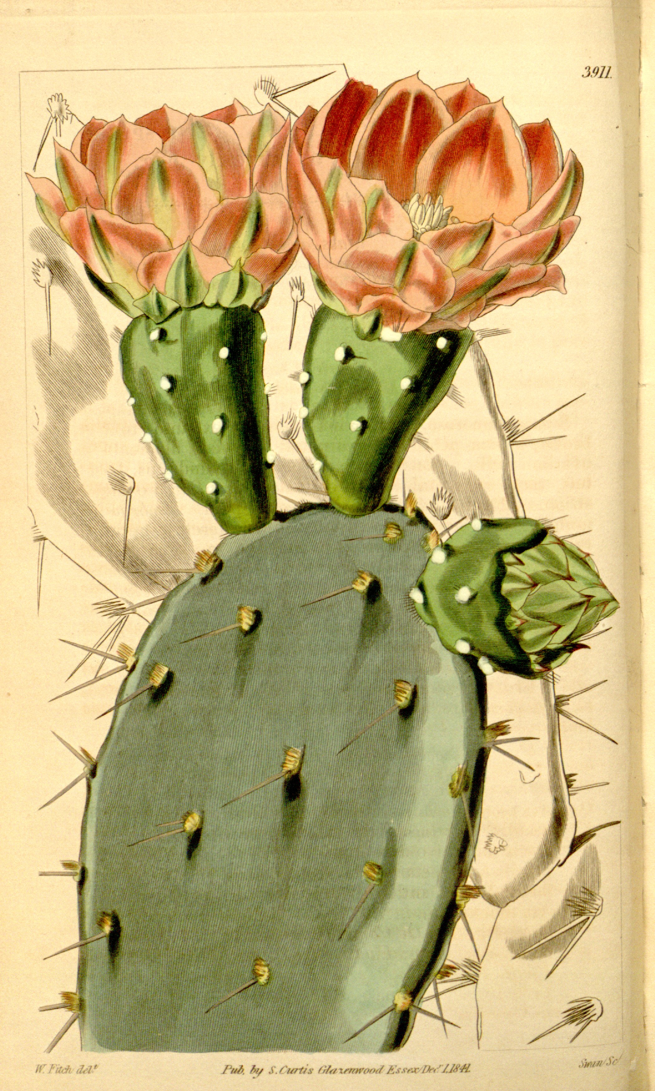 no full size  illustration available (3a)