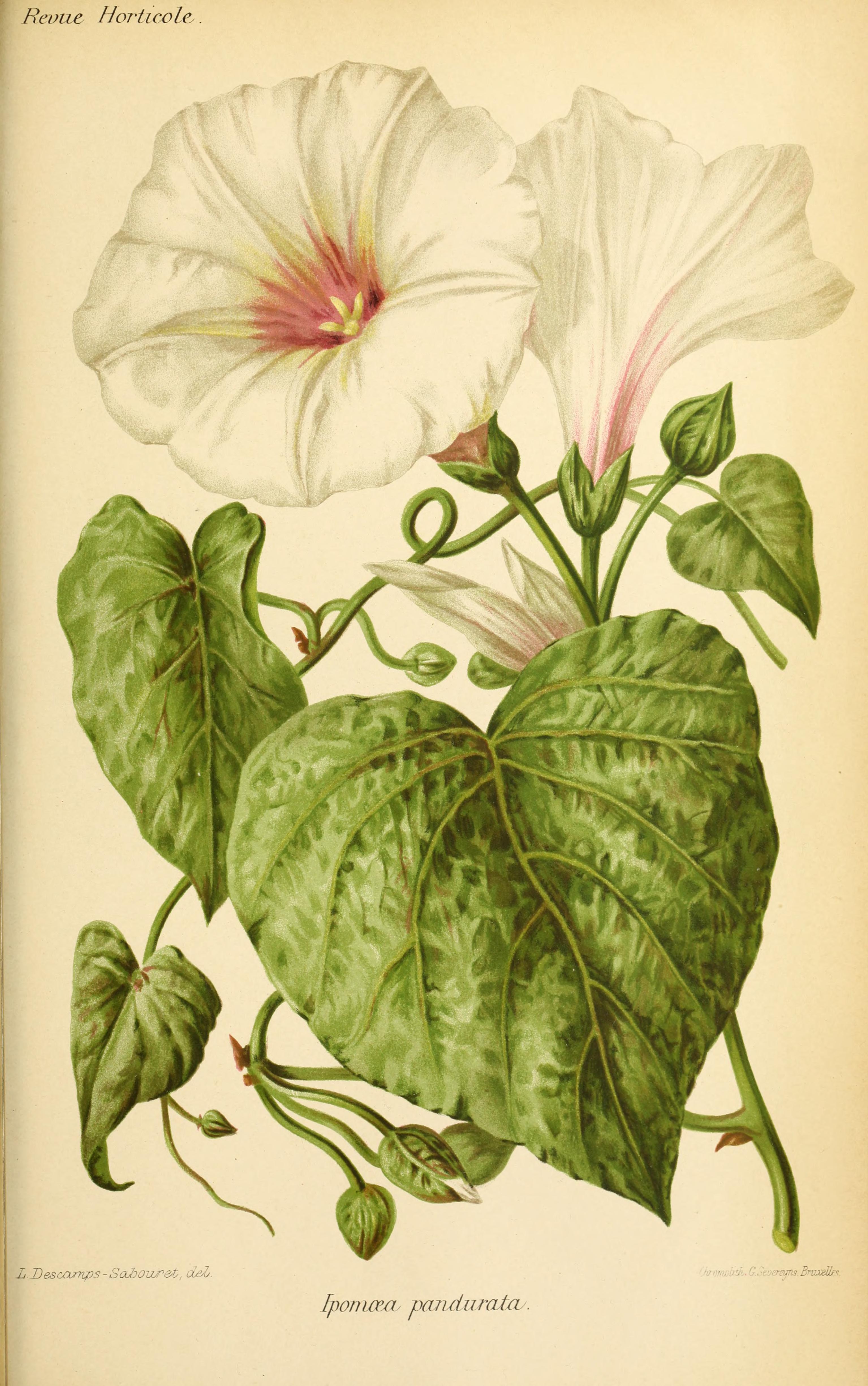 no full size  illustration available (3a)