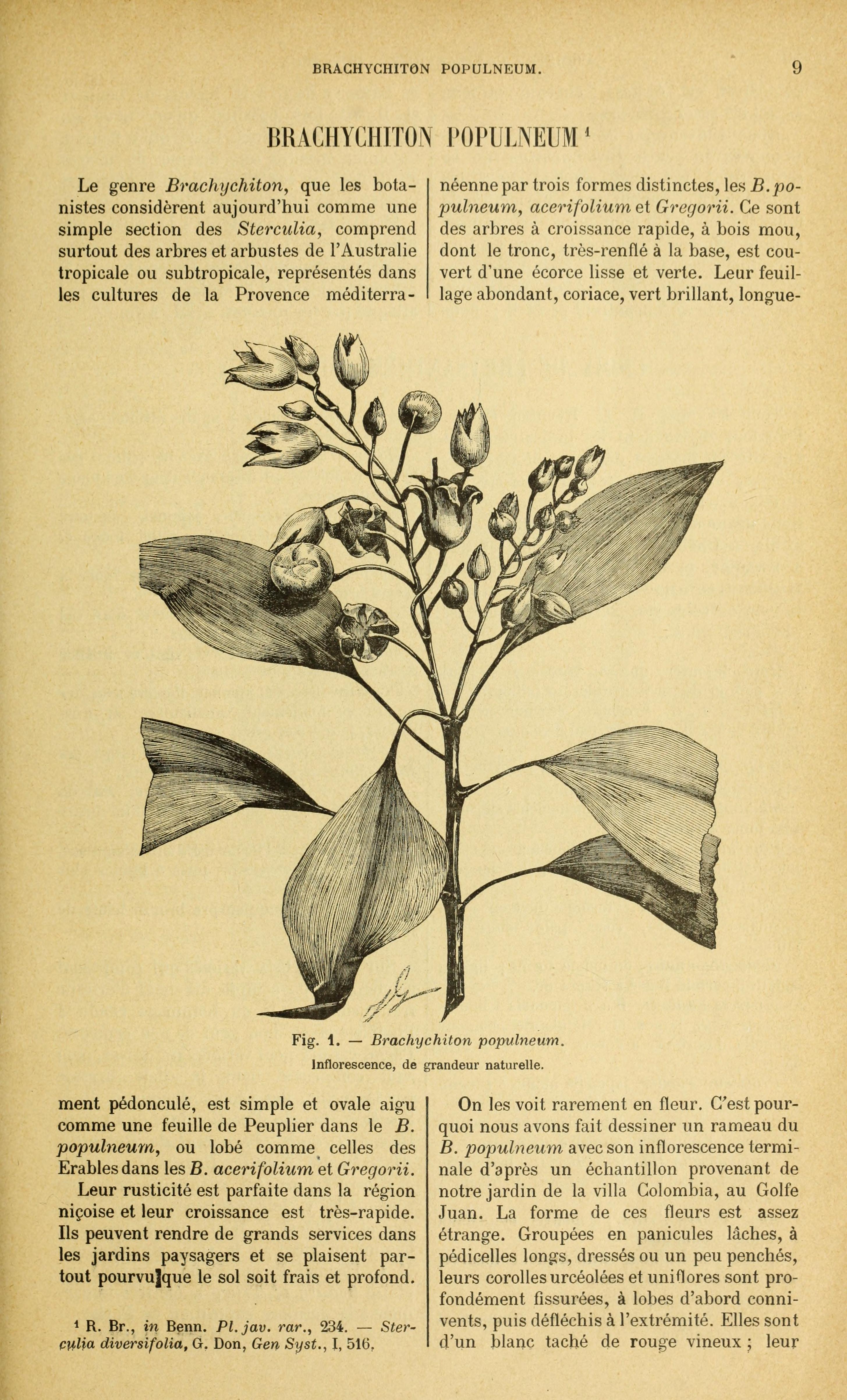 no full size  illustration available (3a)