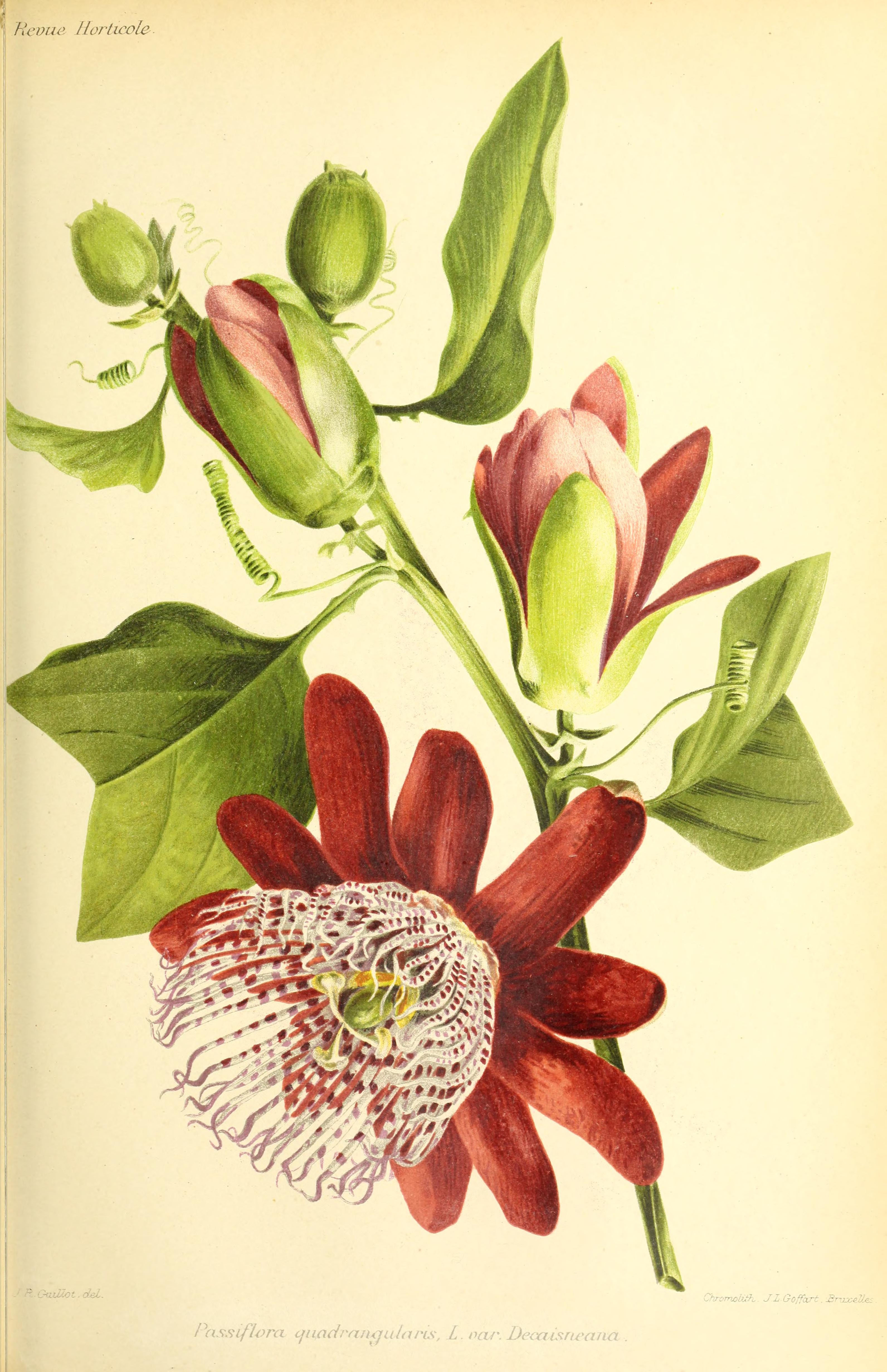 no full size  illustration available (3a)