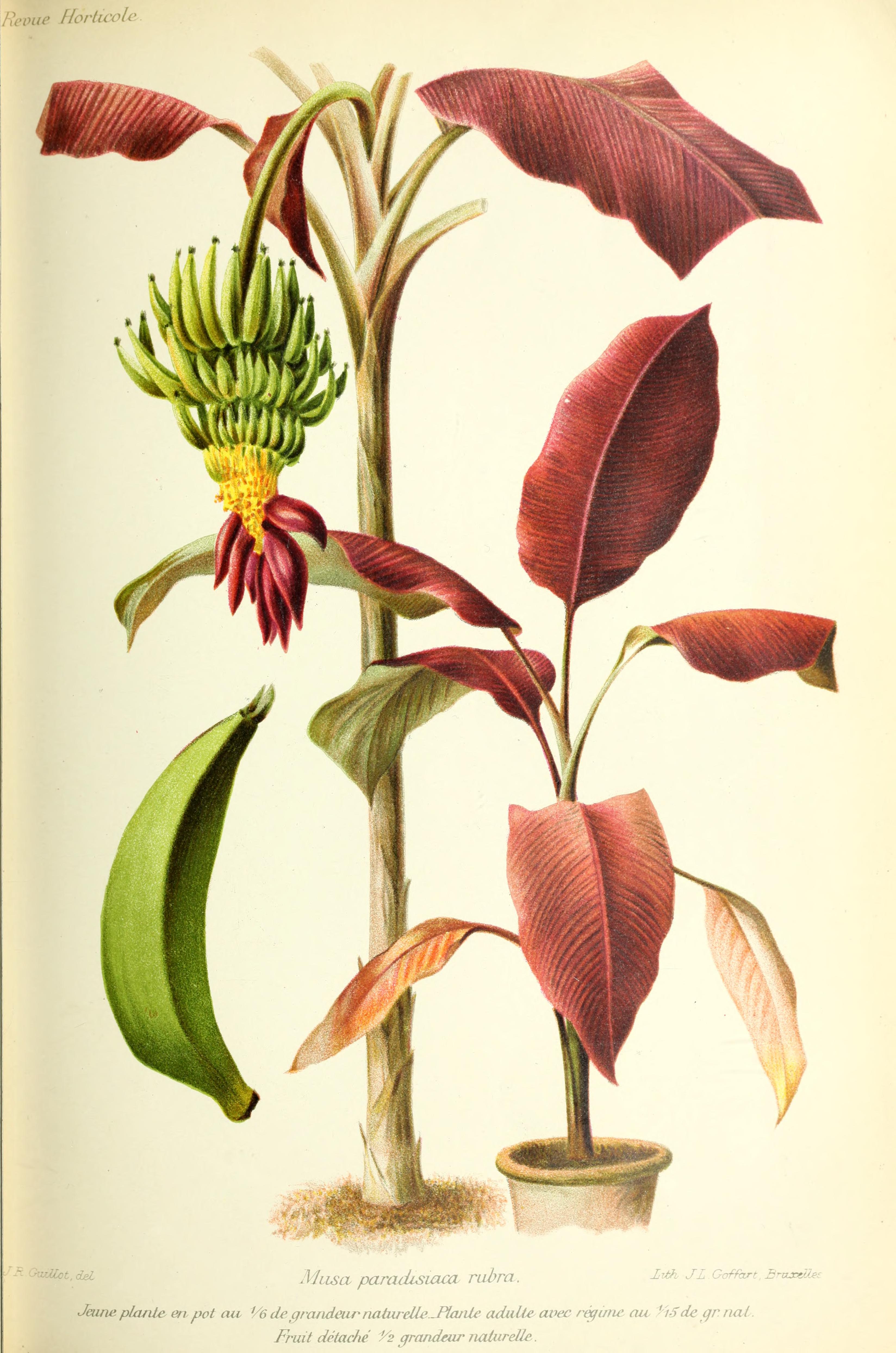 no full size  illustration available (3a)