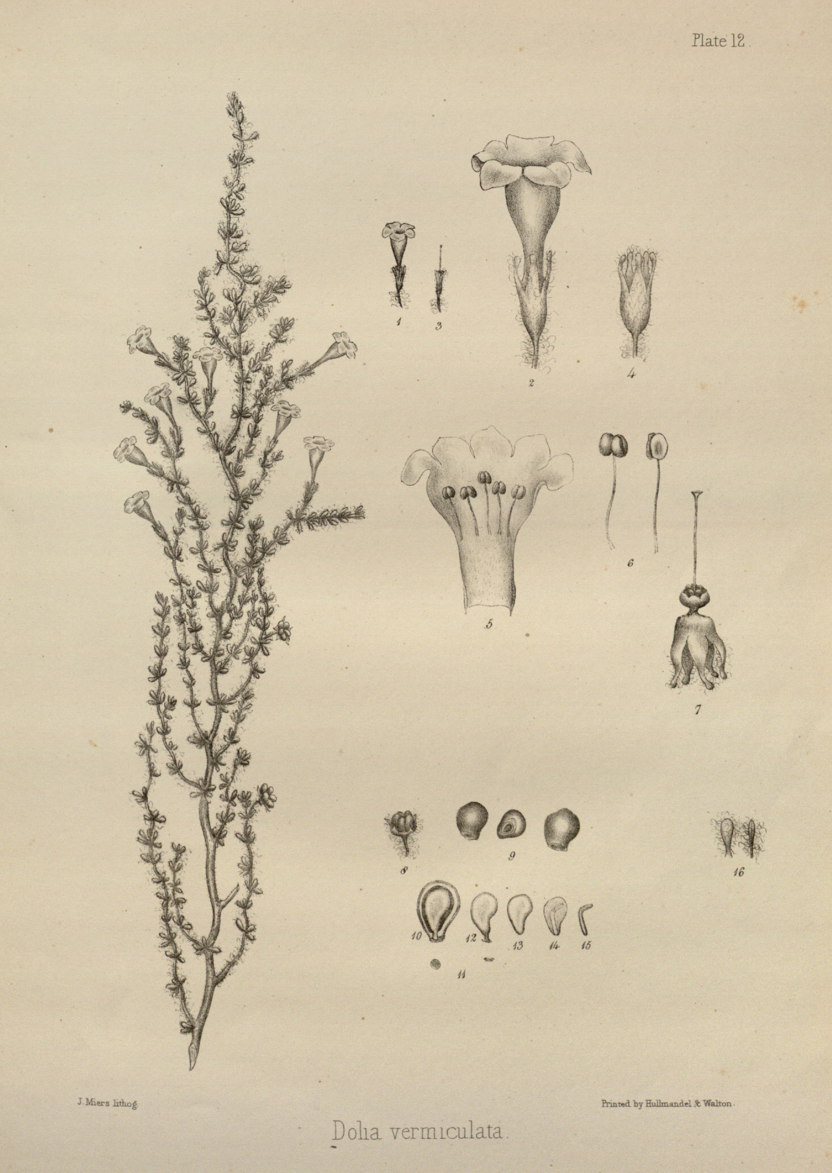 no full size  illustration available (3a)