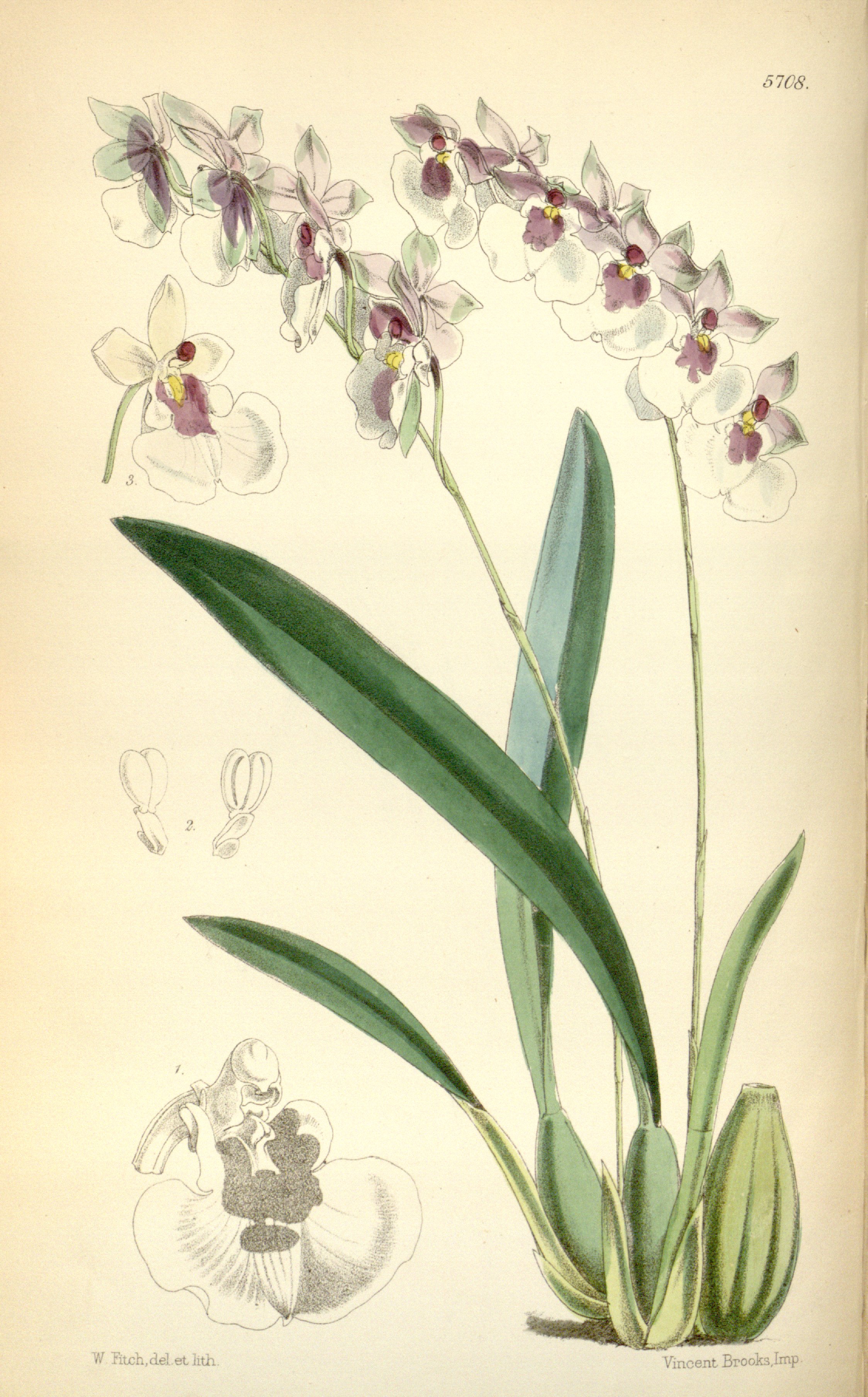 no full size  illustration available (3a)