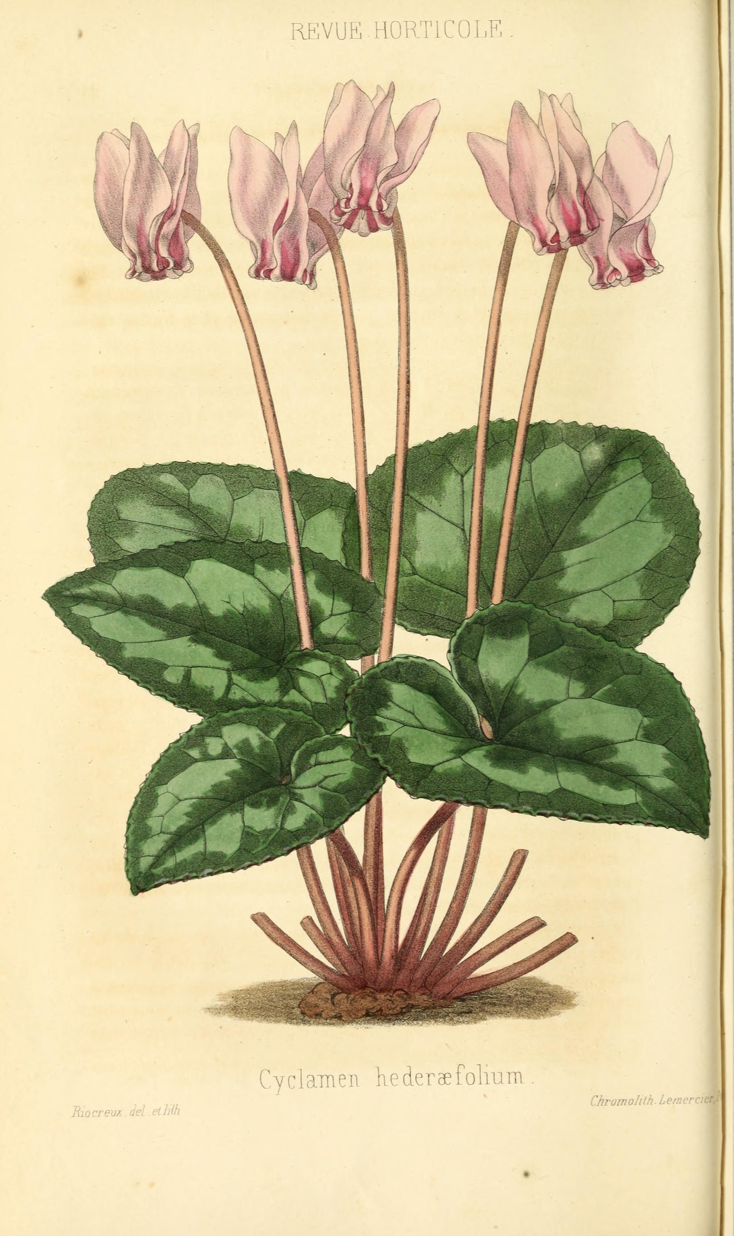 no full size  illustration available (3a)