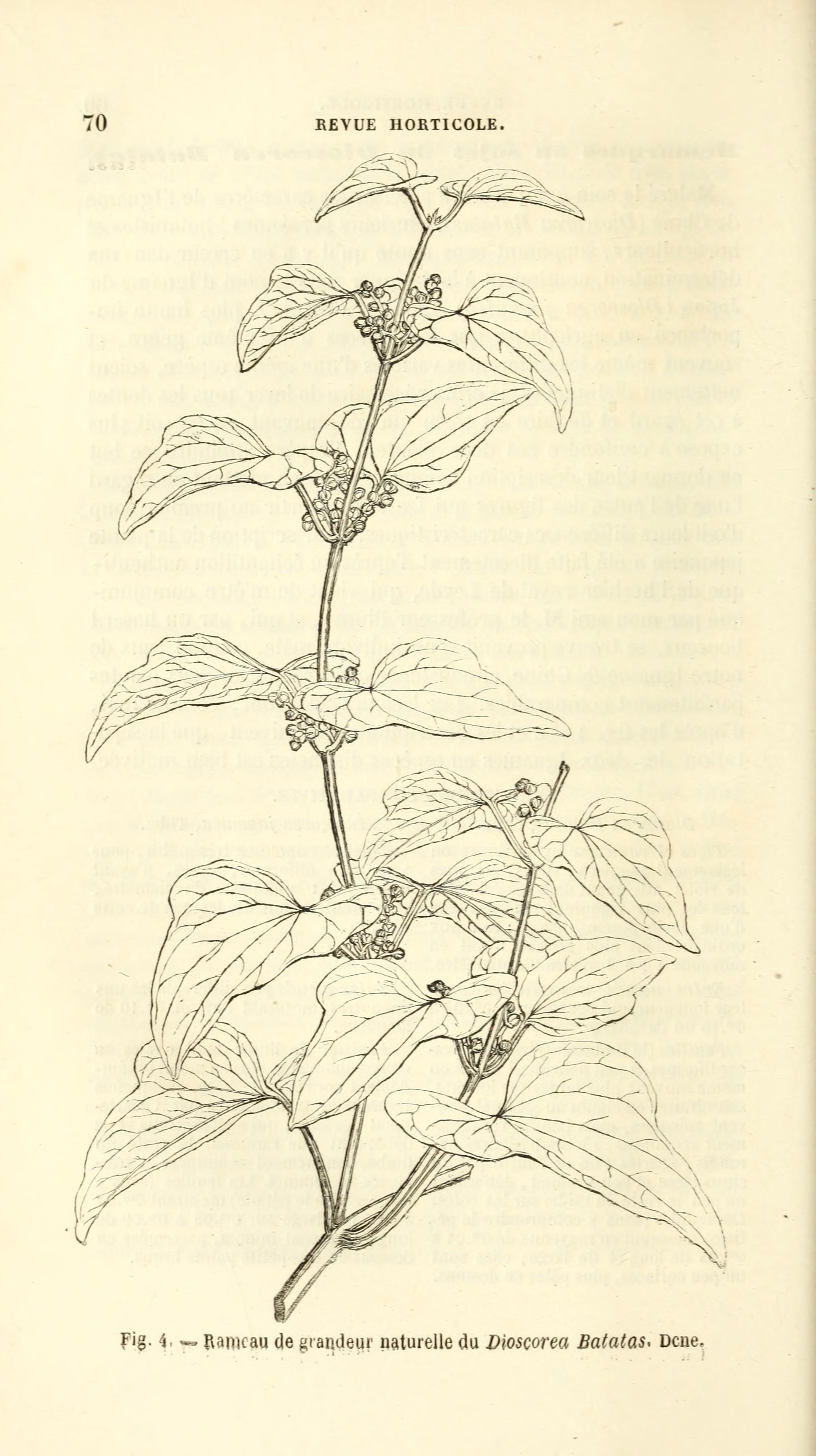 no full size  illustration available (3a)