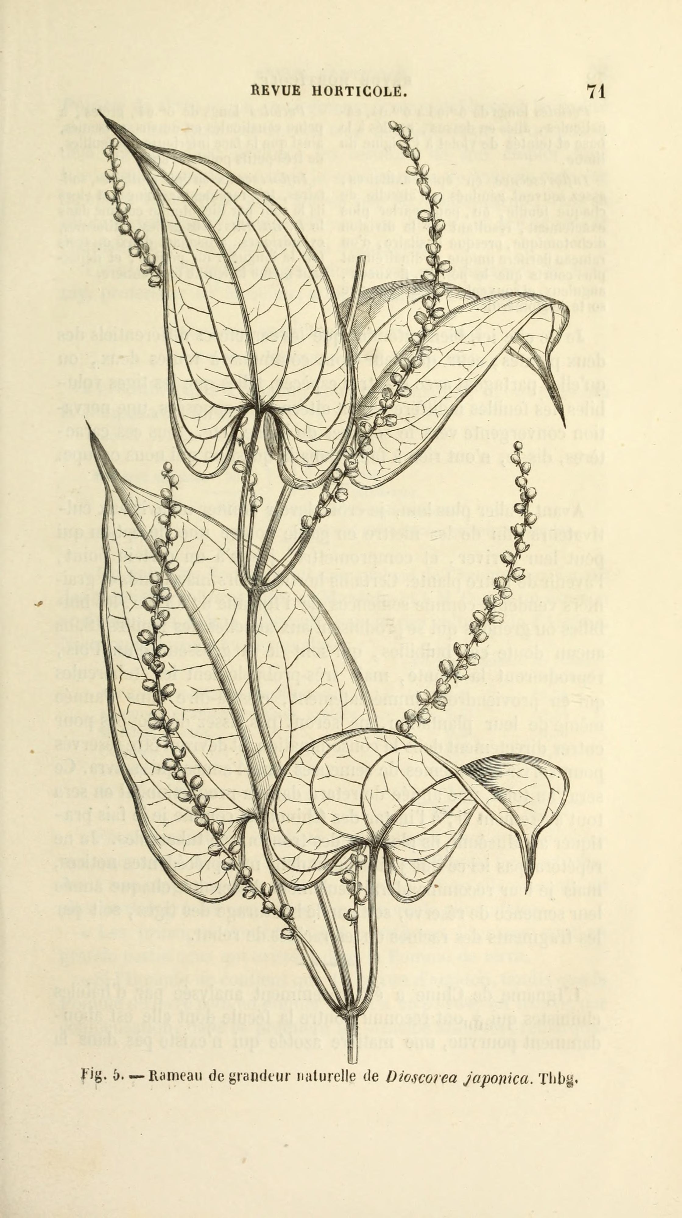 no full size  illustration available (3a)