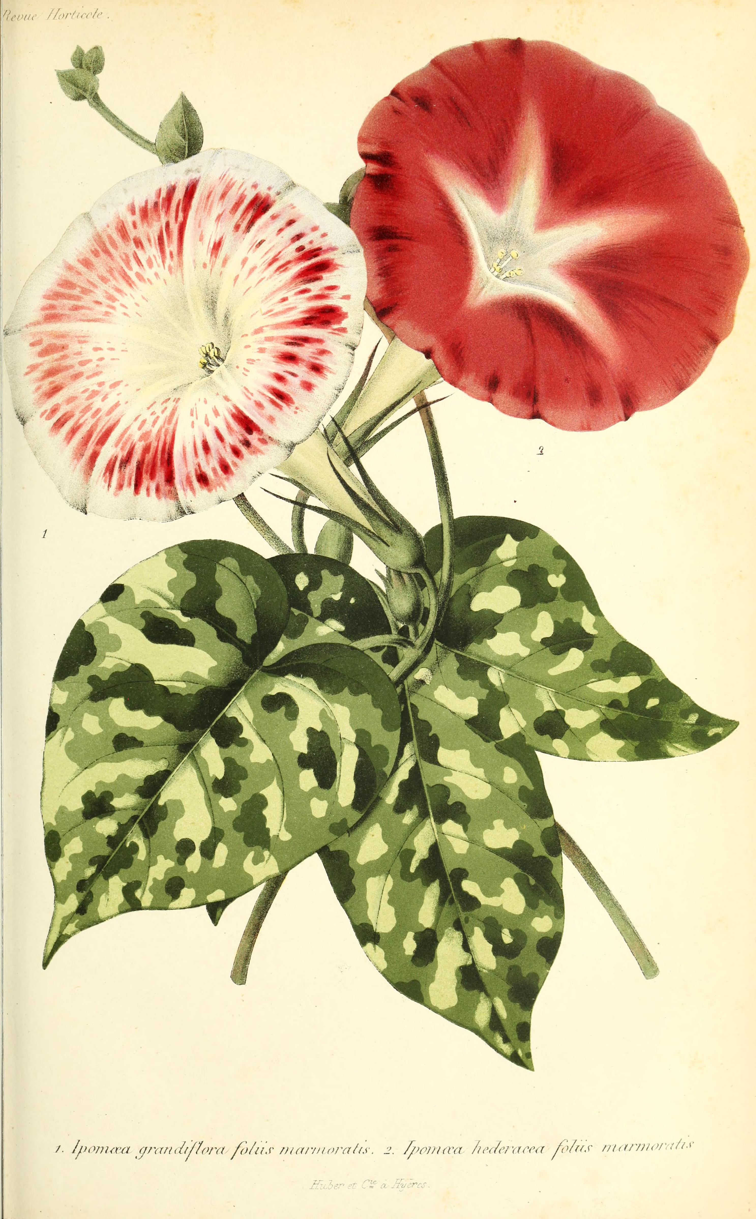 no full size  illustration available (3a)