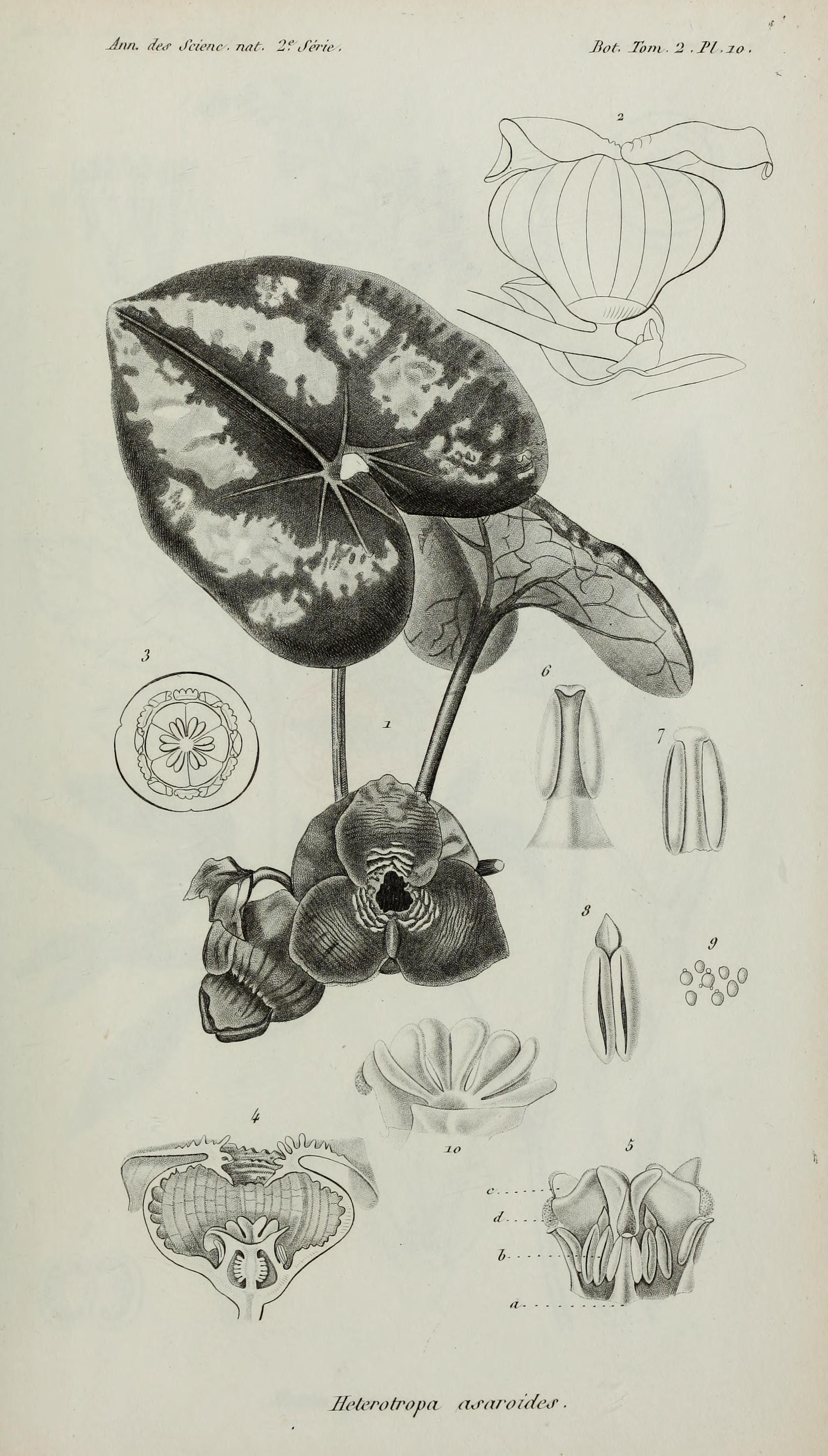 no full size  illustration available (3a)