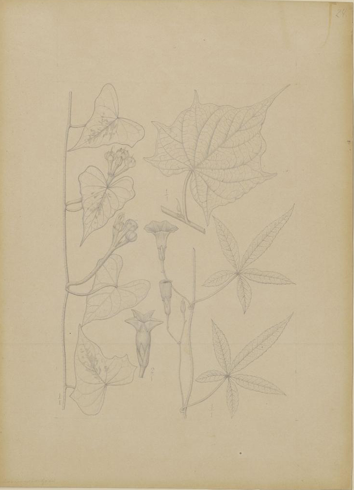 no full size  illustration available (3a)