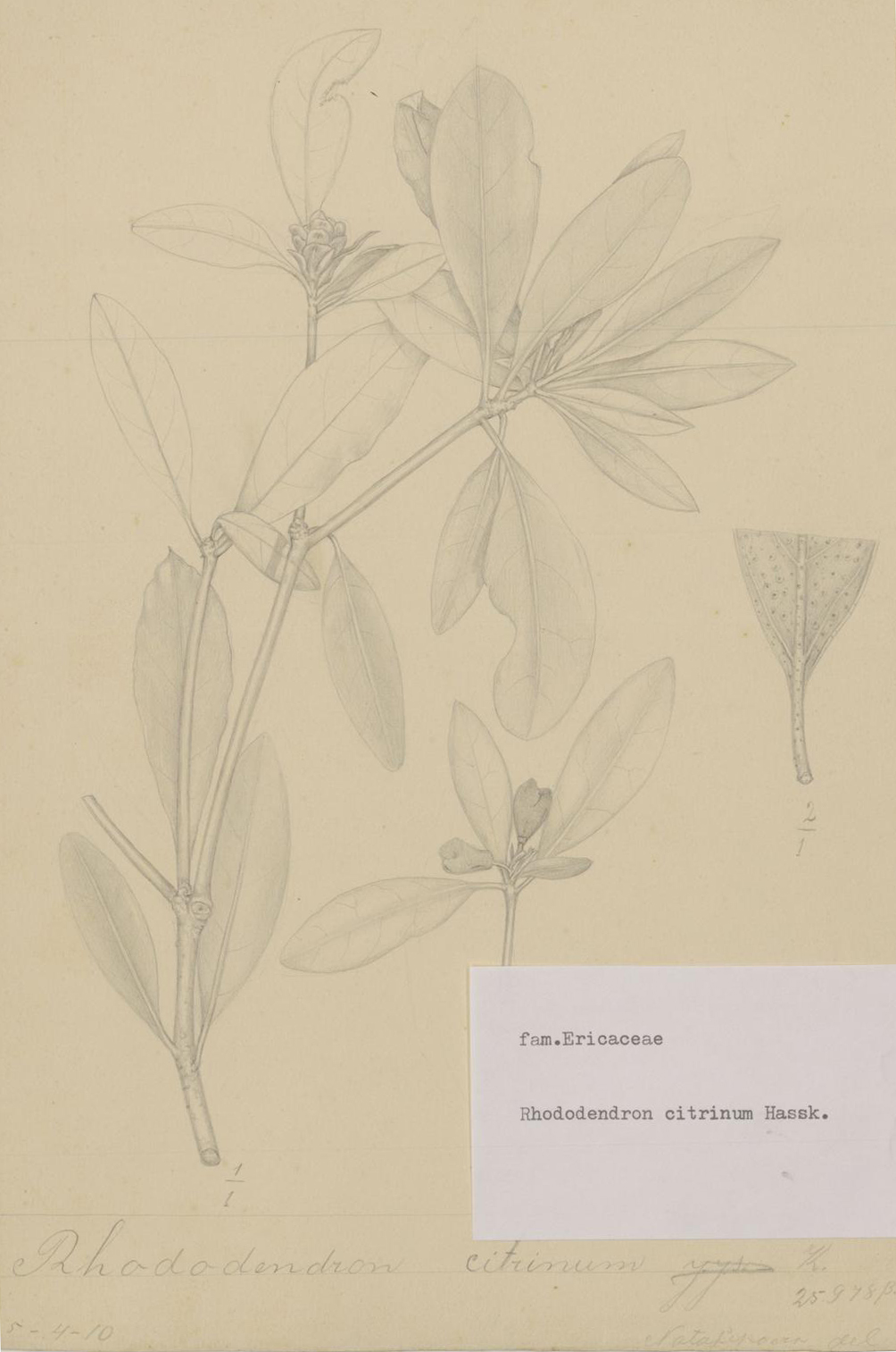 no full size  illustration available (3a)