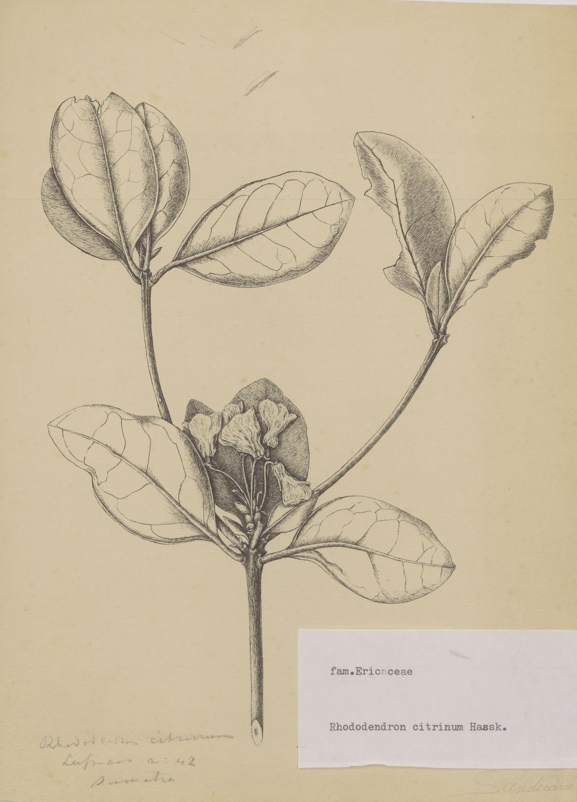 no full size  illustration available (3a)