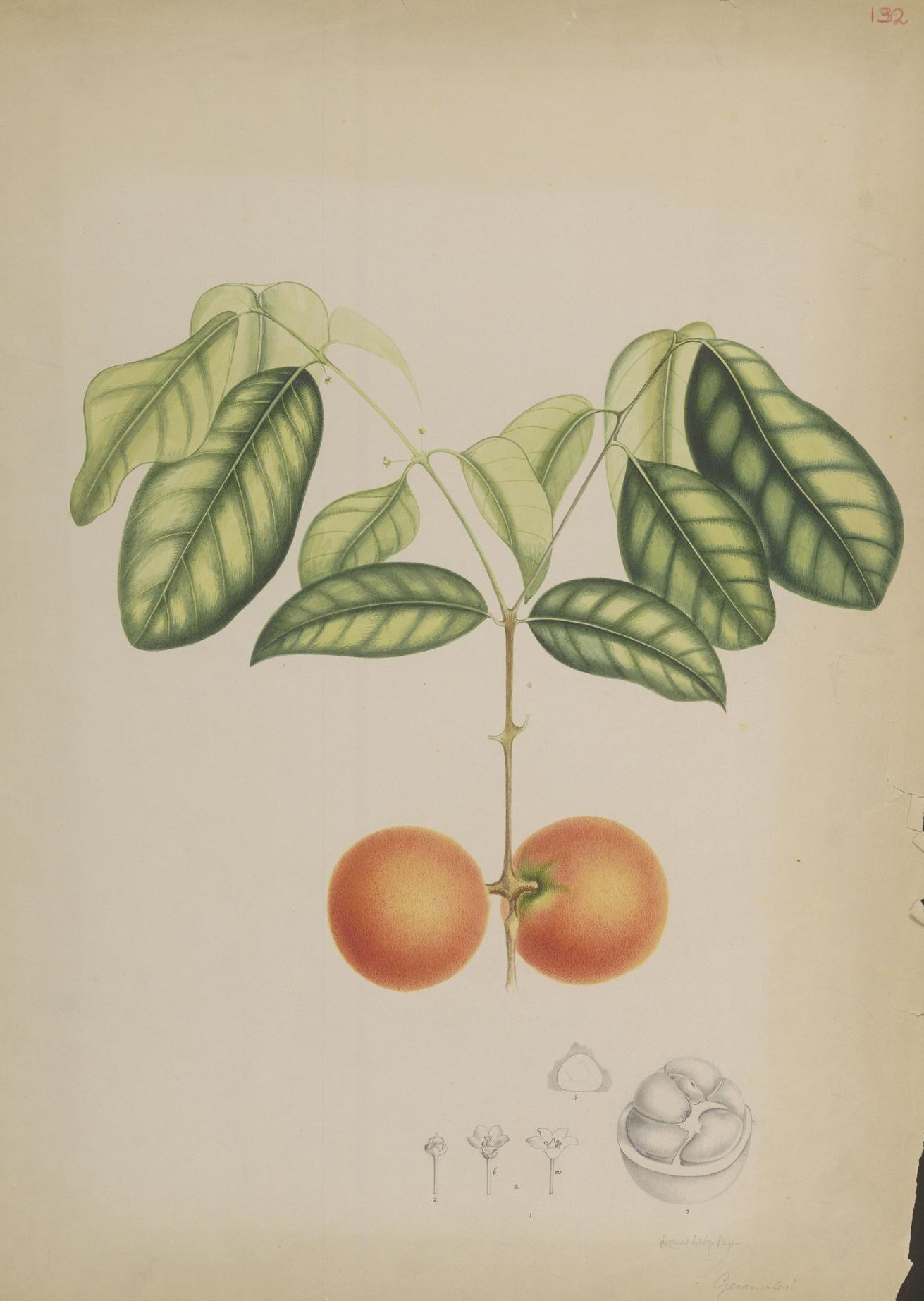 no full size  illustration available (3a)