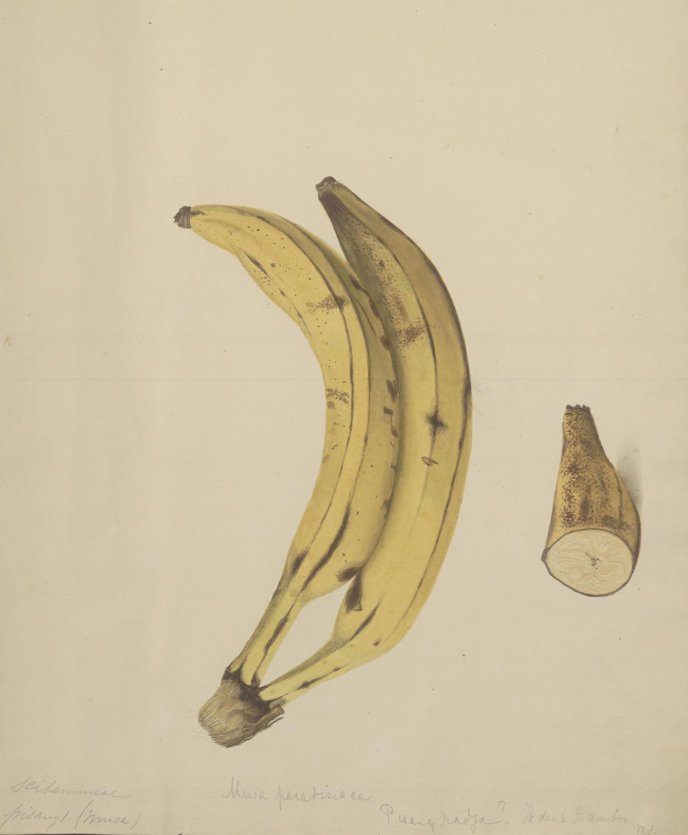 no full size  illustration available (3a)