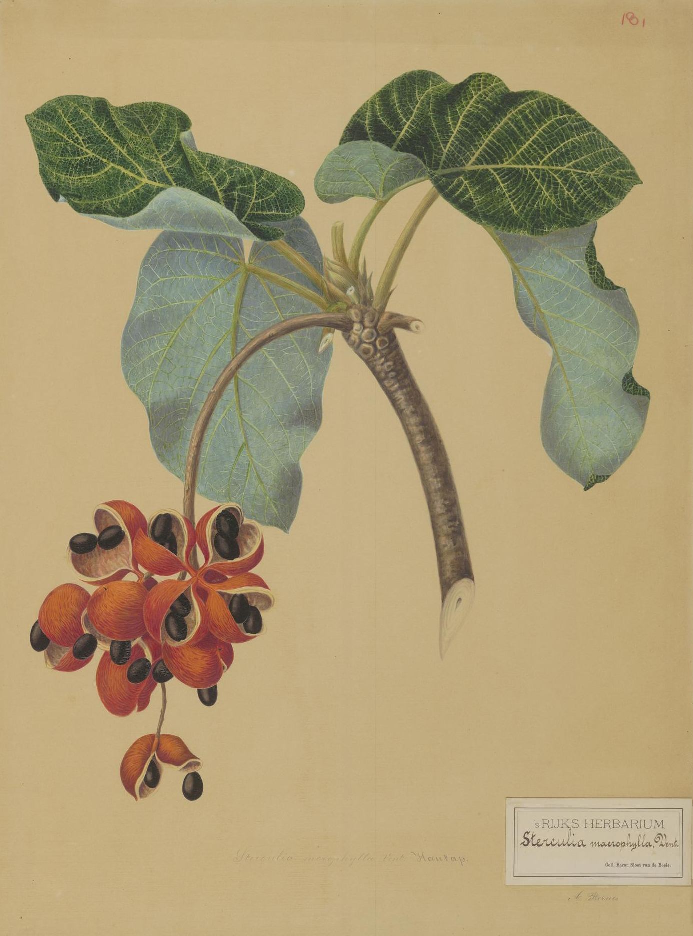 no full size  illustration available (3a)