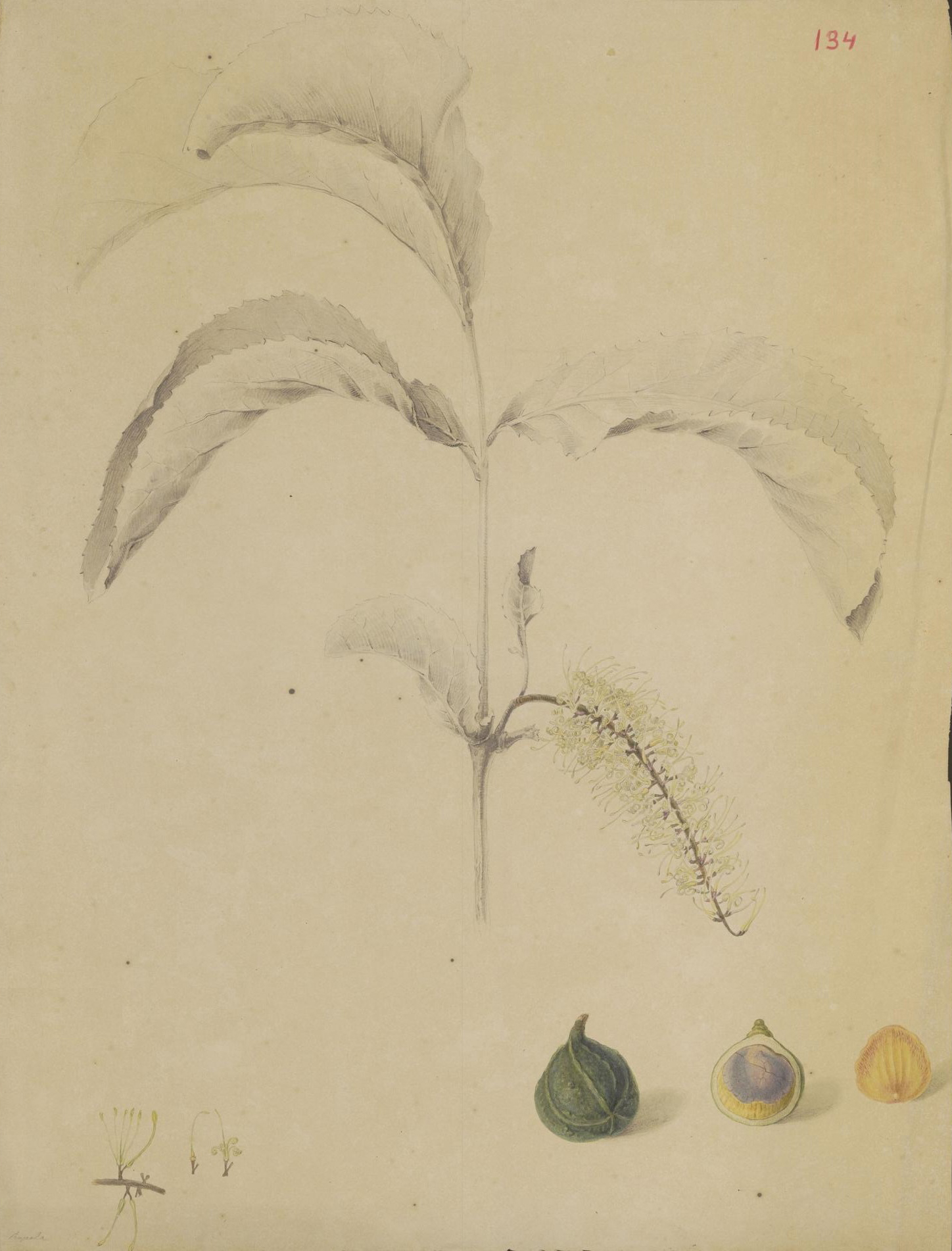 no full size  illustration available (3a)