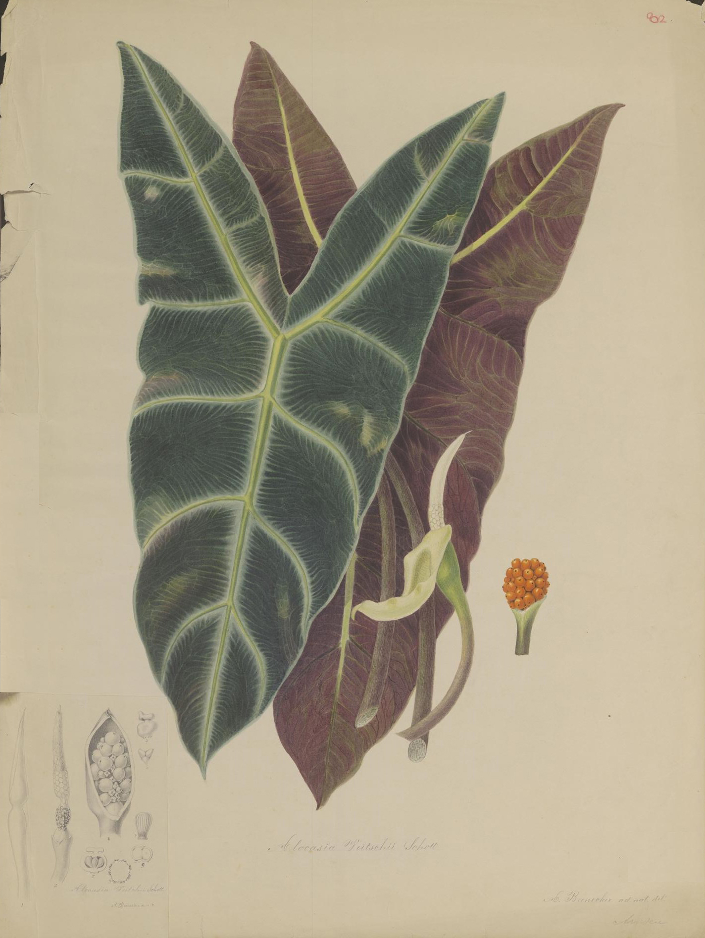 no full size  illustration available (3a)