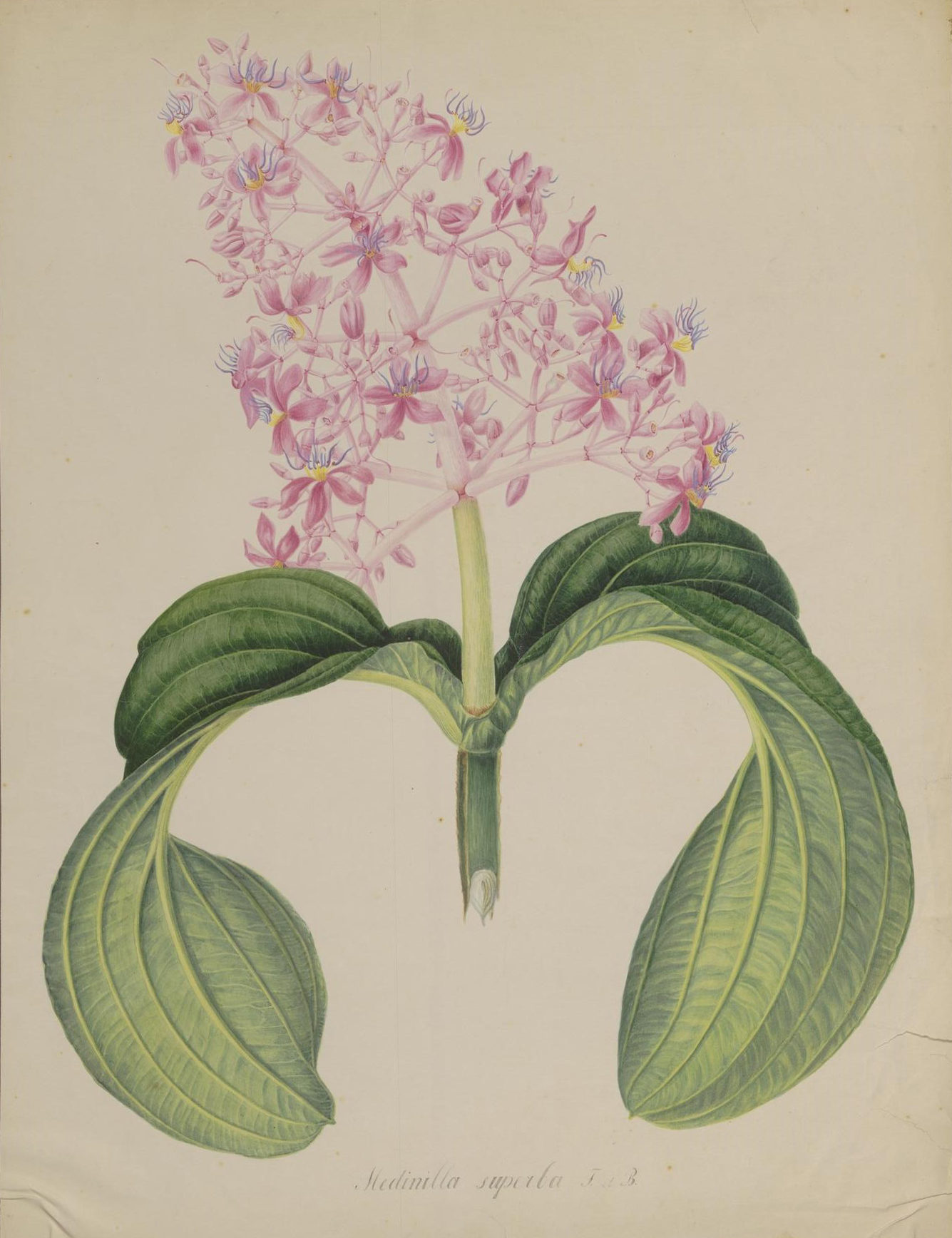 no full size  illustration available (3a)