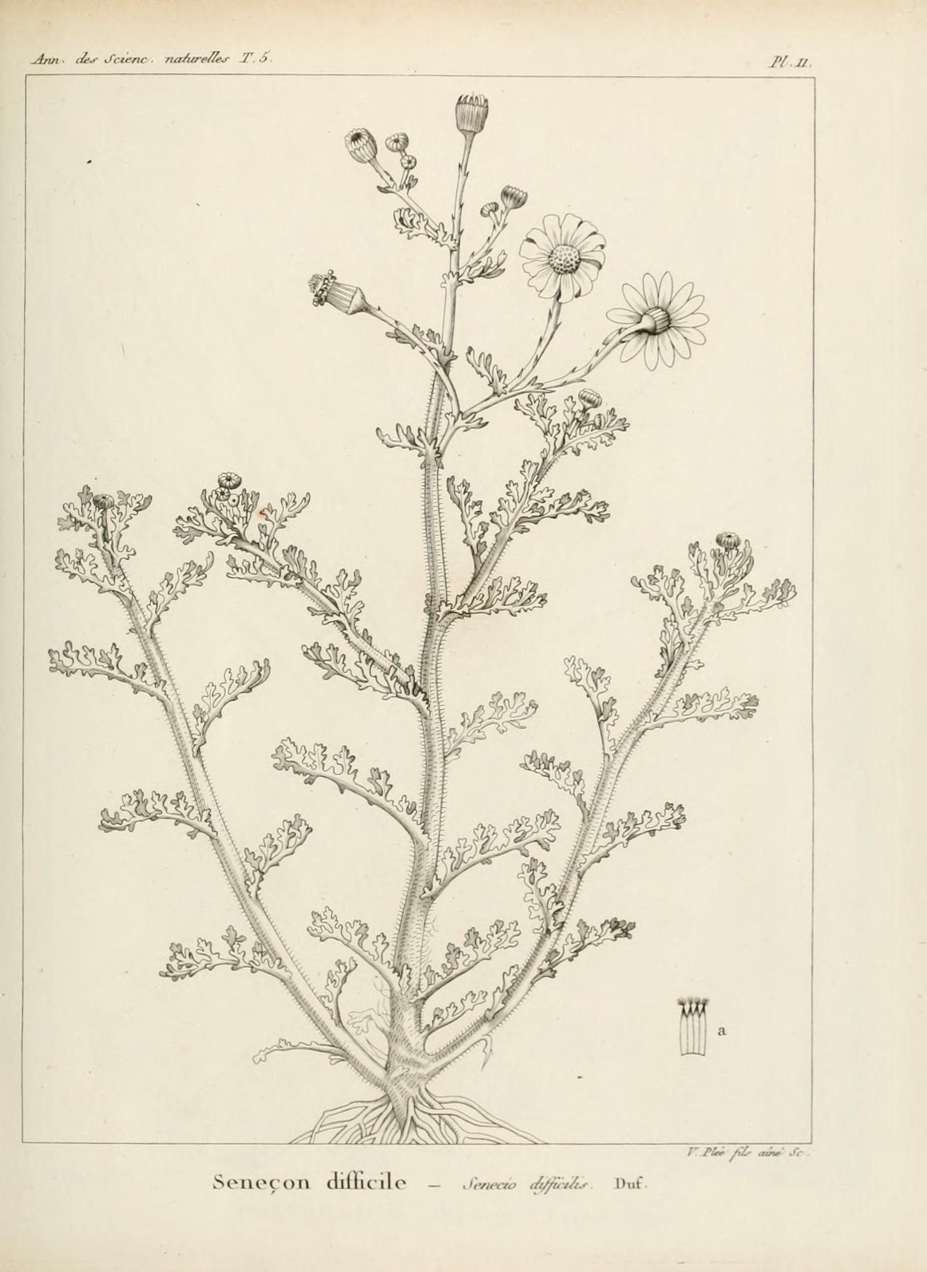 no full size  illustration available (3a)