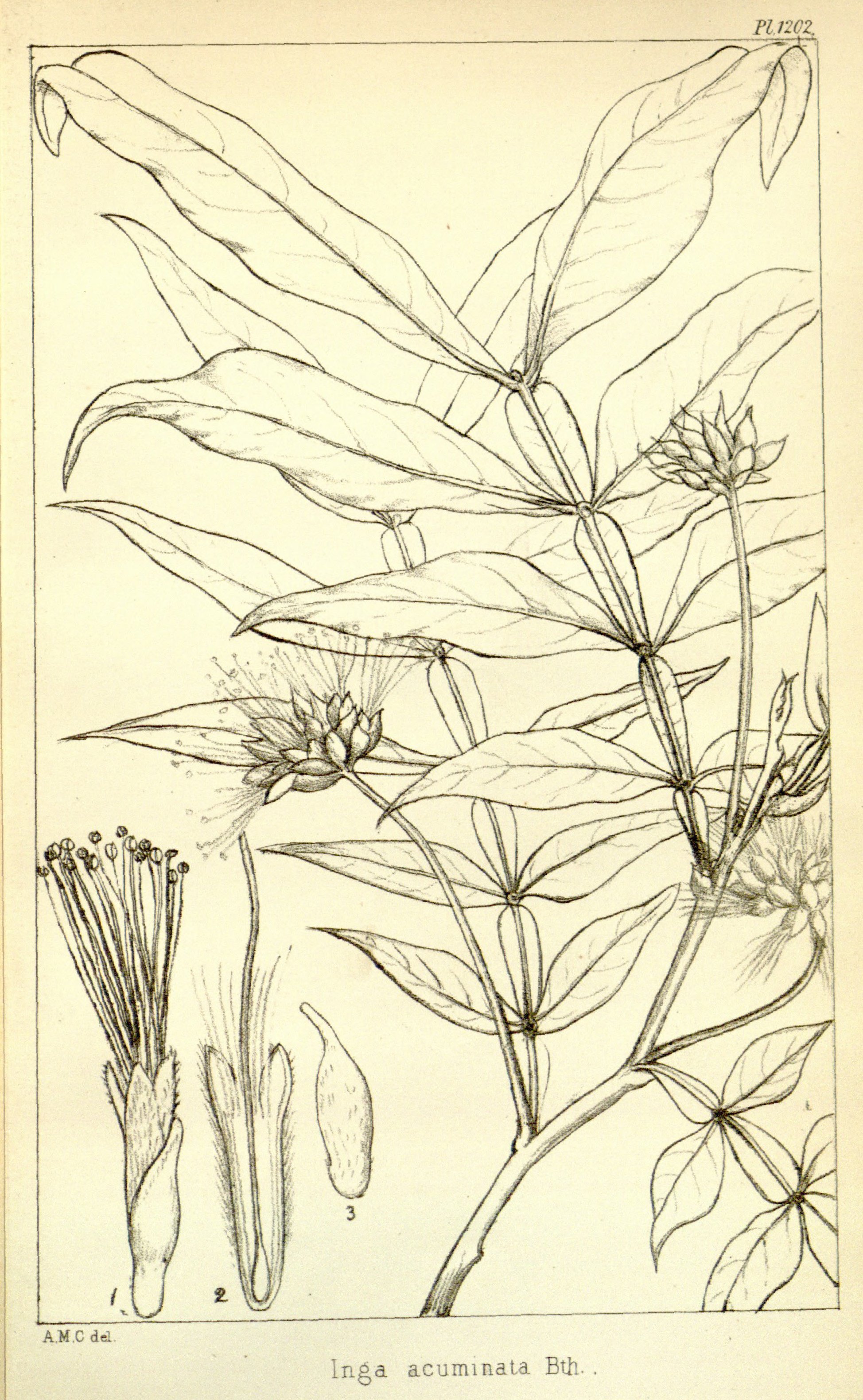 no full size  illustration available (3a)