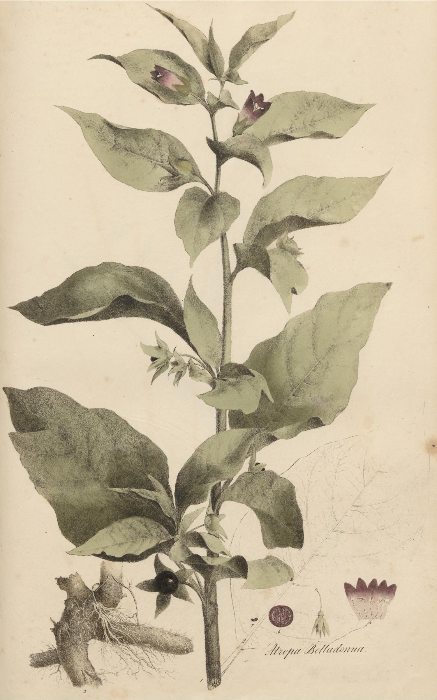 no full size  illustration available (3a)