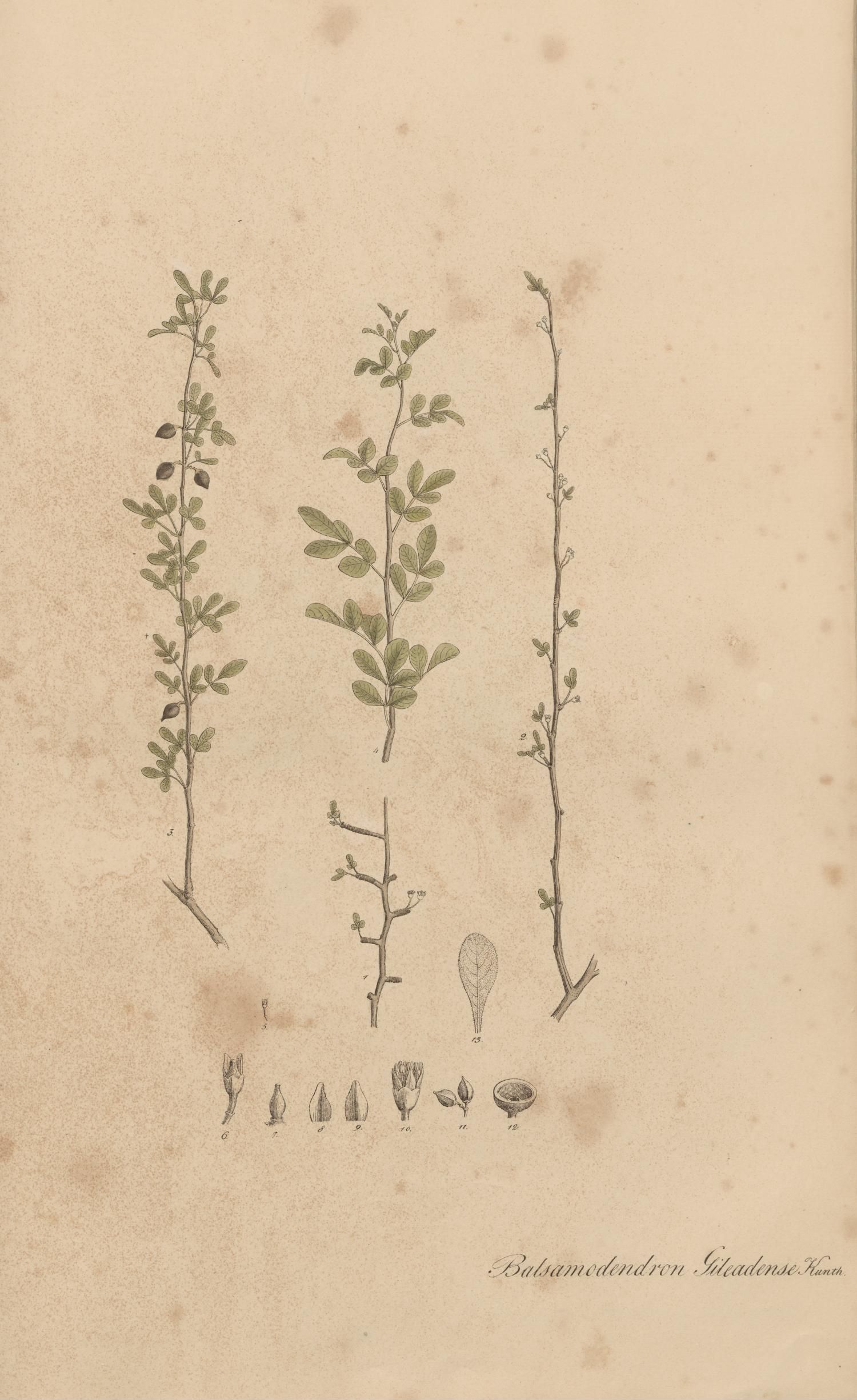 no full size  illustration available (3a)