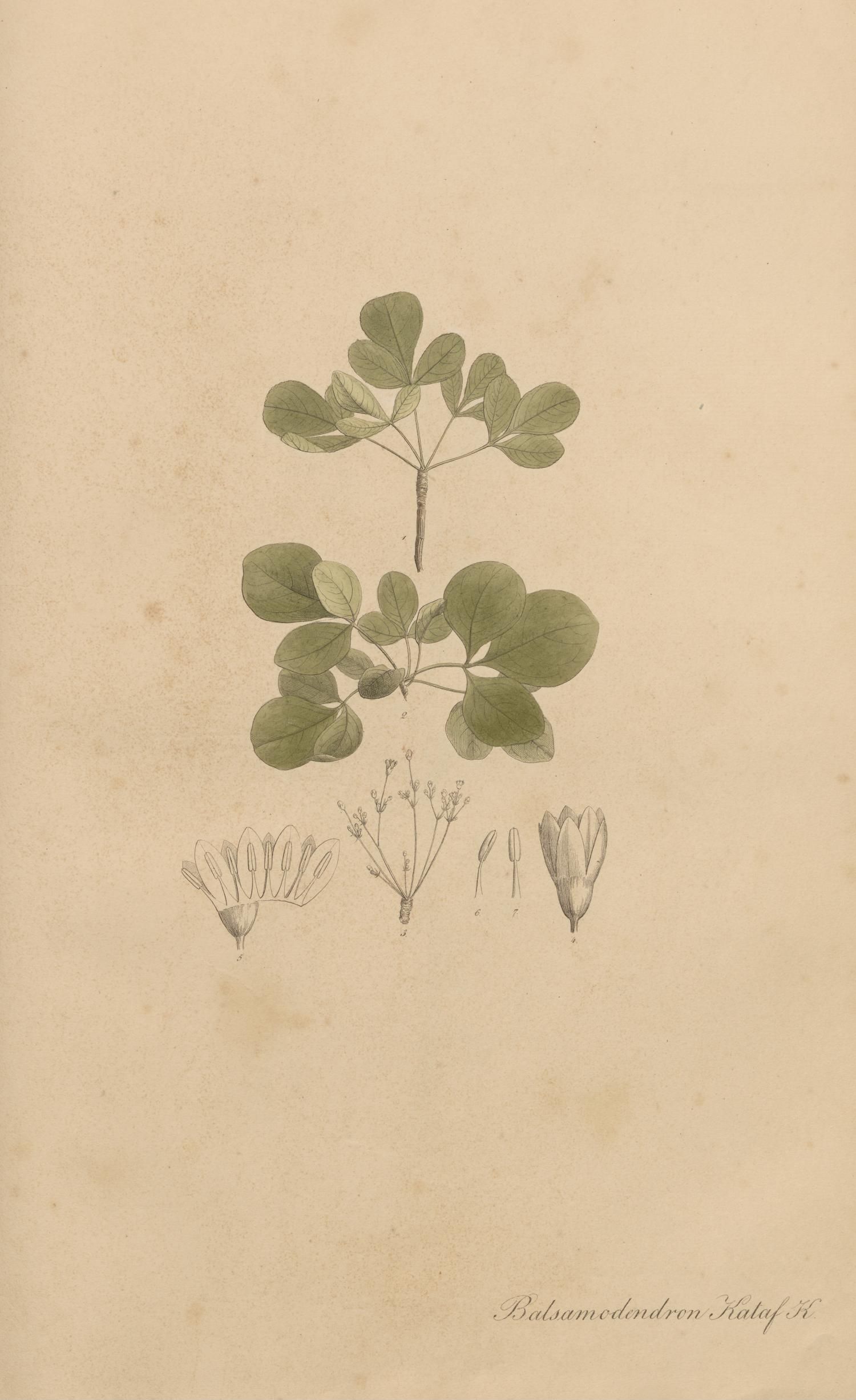 no full size  illustration available (3a)