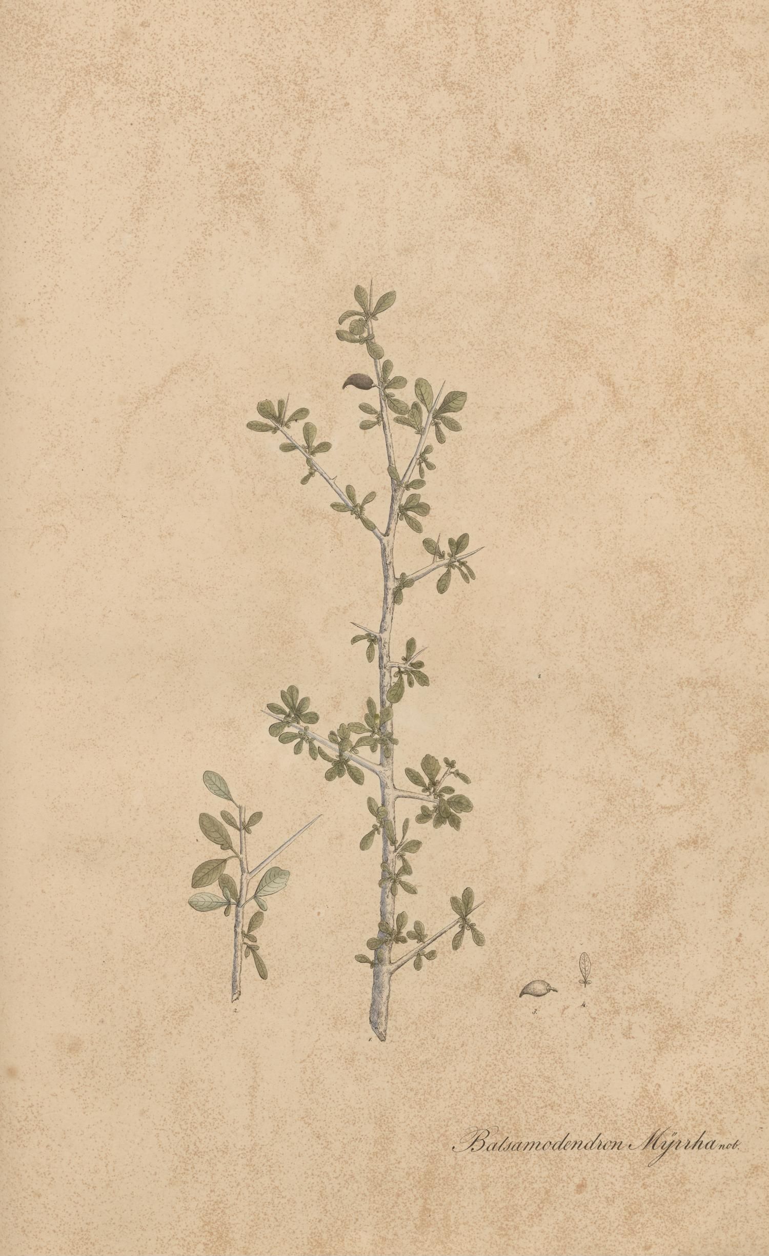 no full size  illustration available (3a)