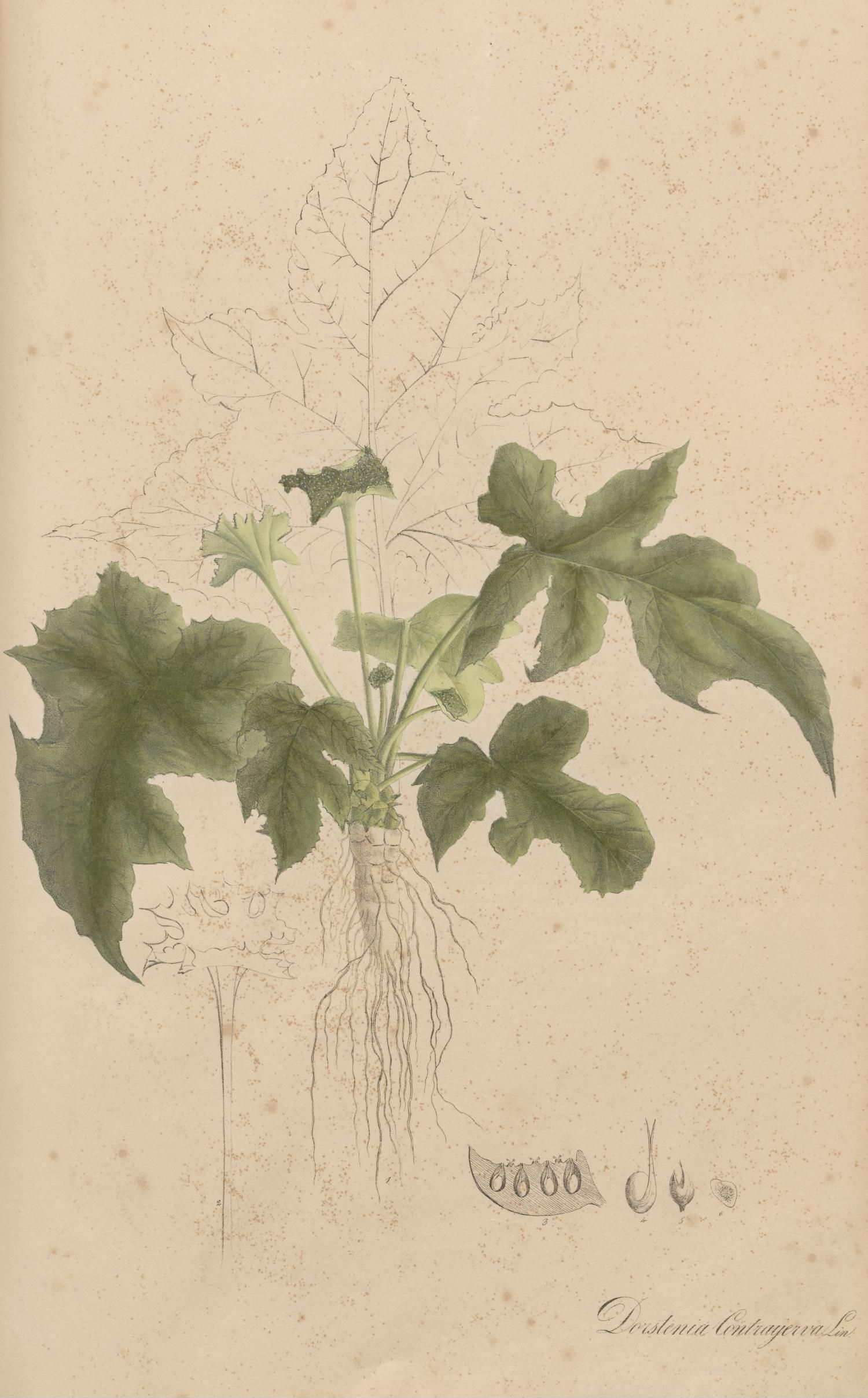 no full size  illustration available (3a)