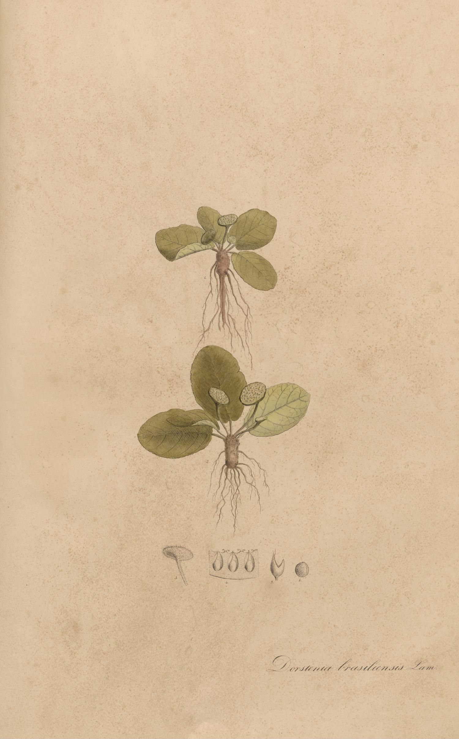 no full size  illustration available (3a)