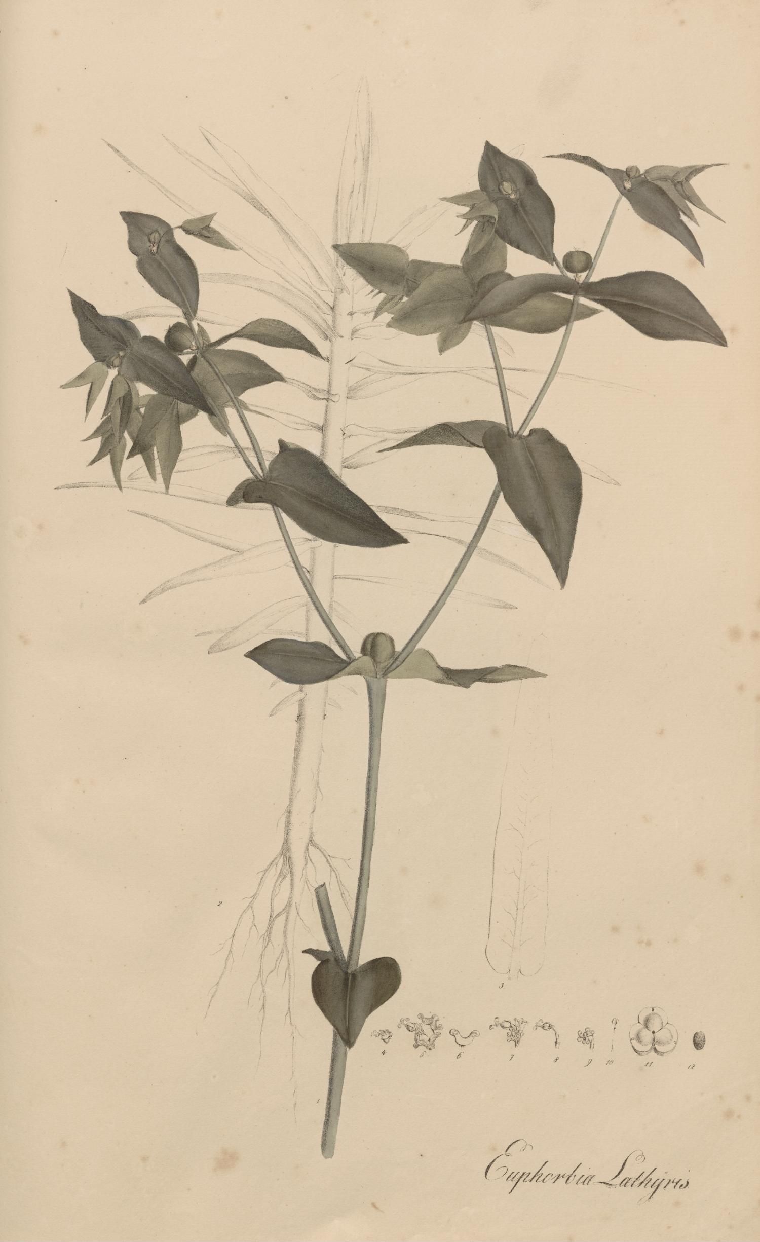 no full size  illustration available (3a)