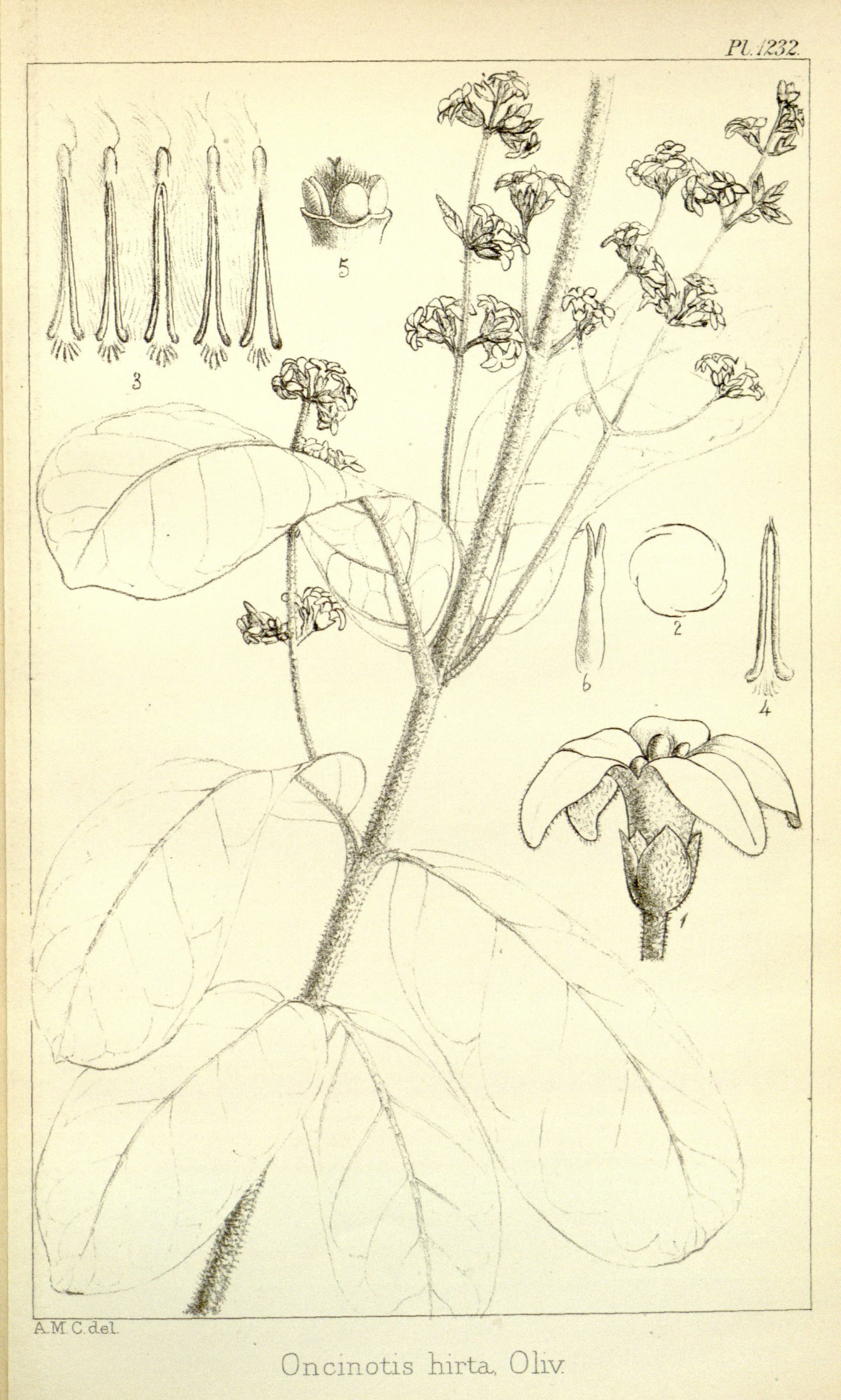 no full size  illustration available (3a)