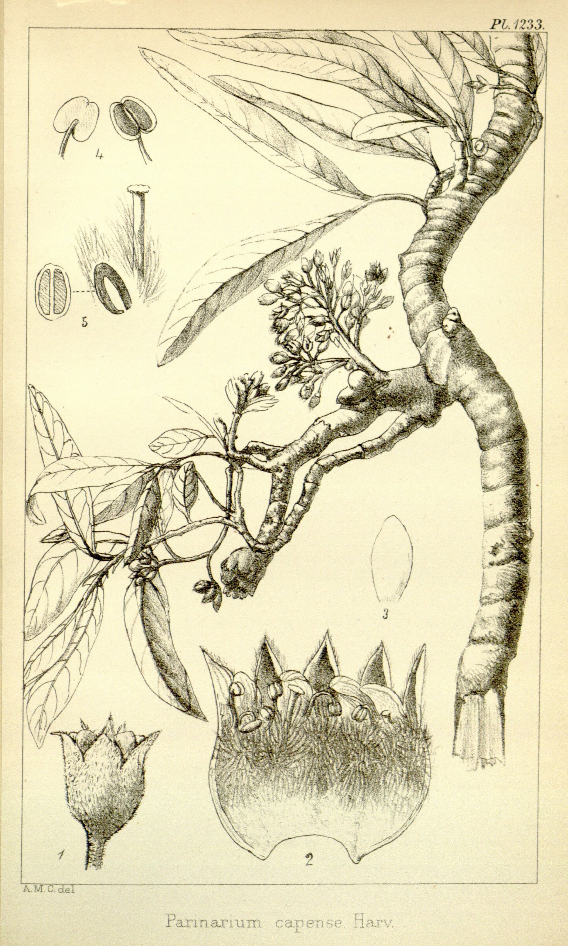 no full size  illustration available (3a)