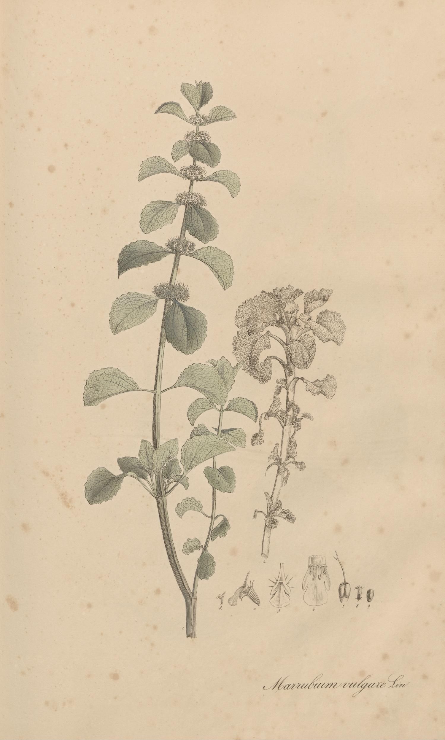 no full size  illustration available (3a)