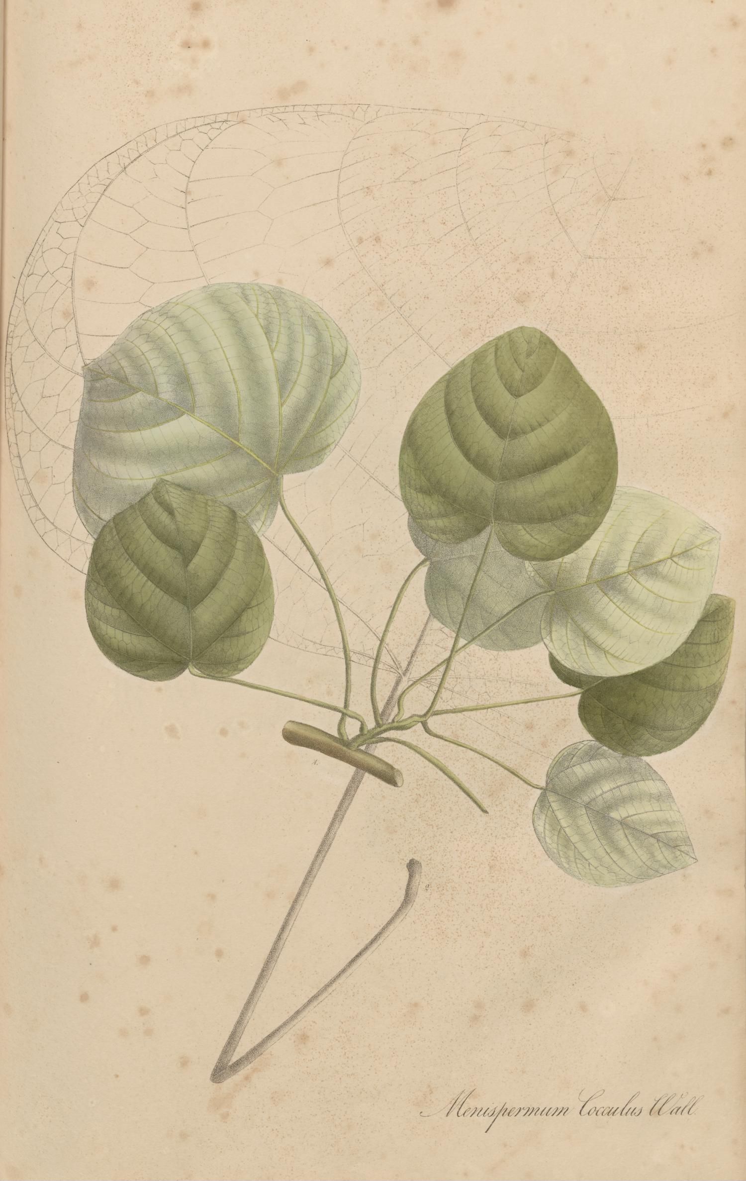 no full size  illustration available (3a)