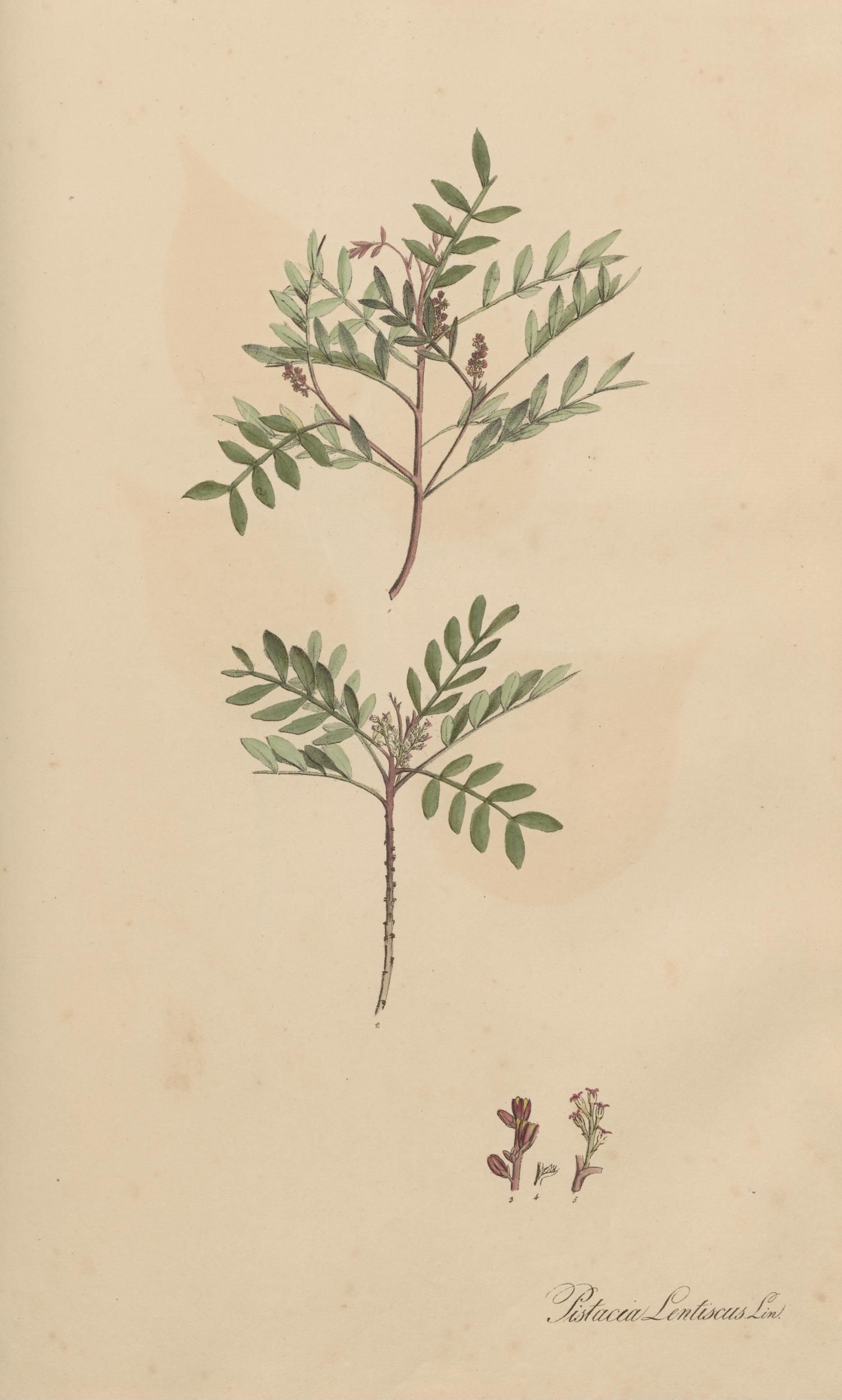 no full size  illustration available (3a)