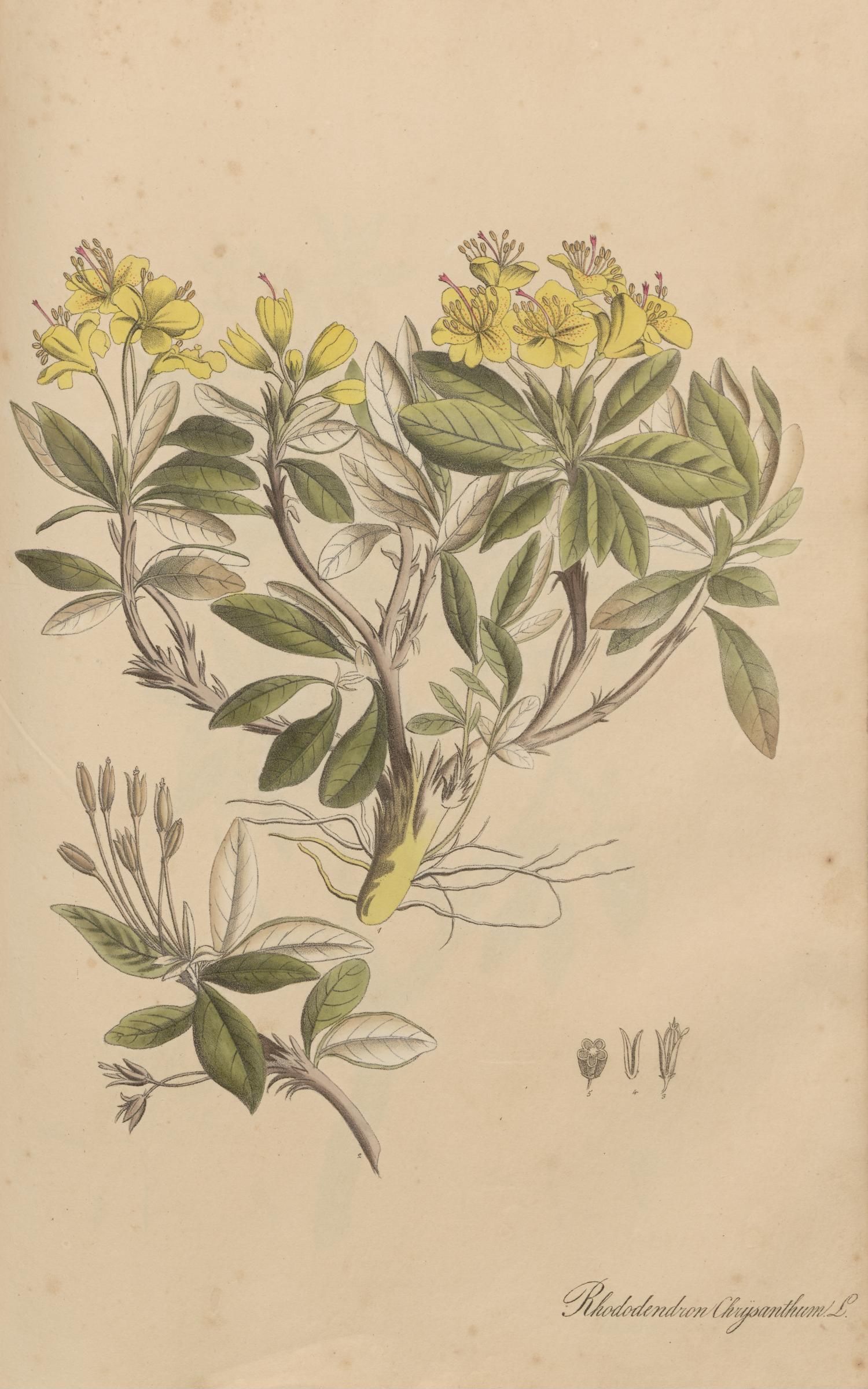 no full size  illustration available (3a)