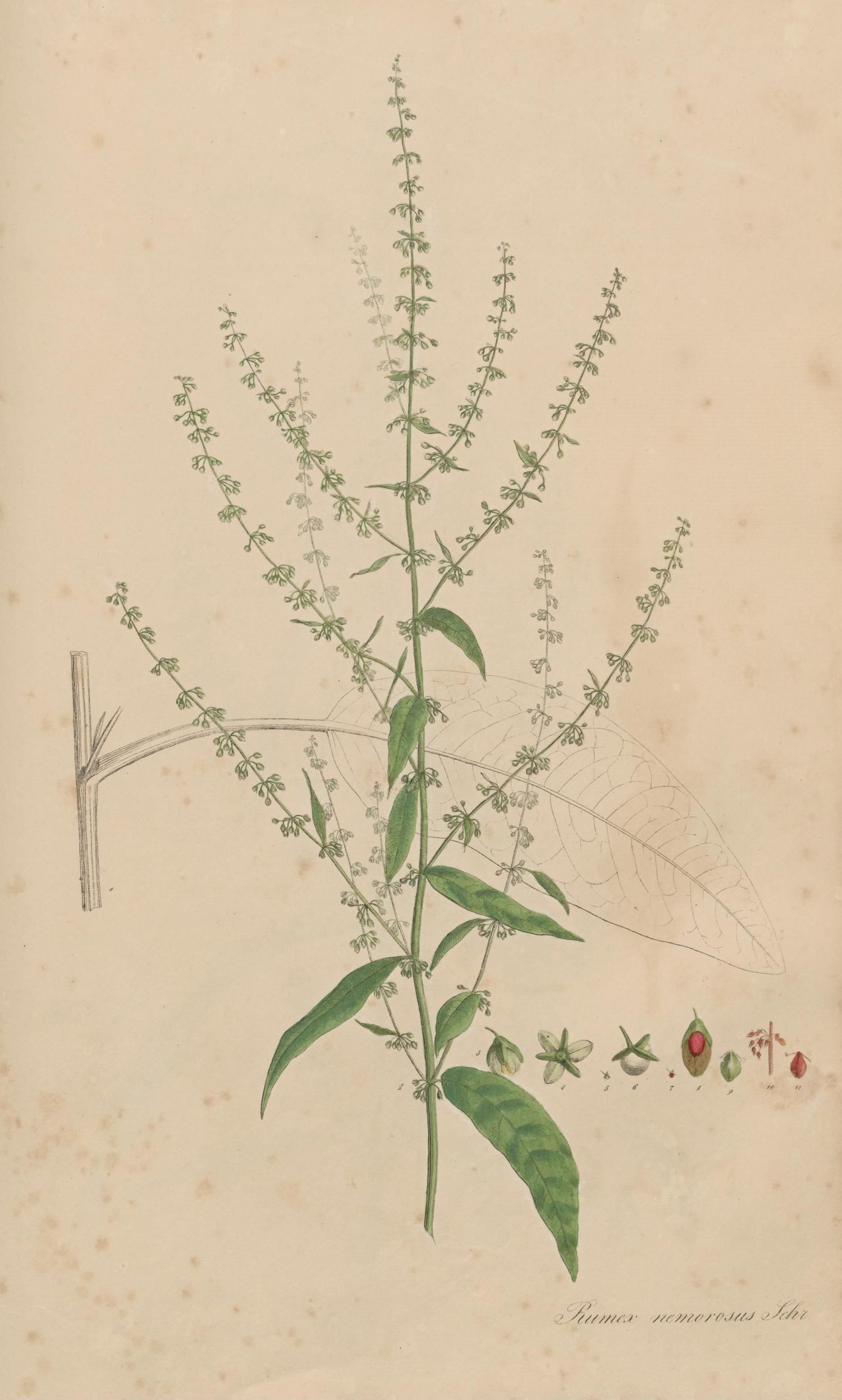 no full size  illustration available (3a)