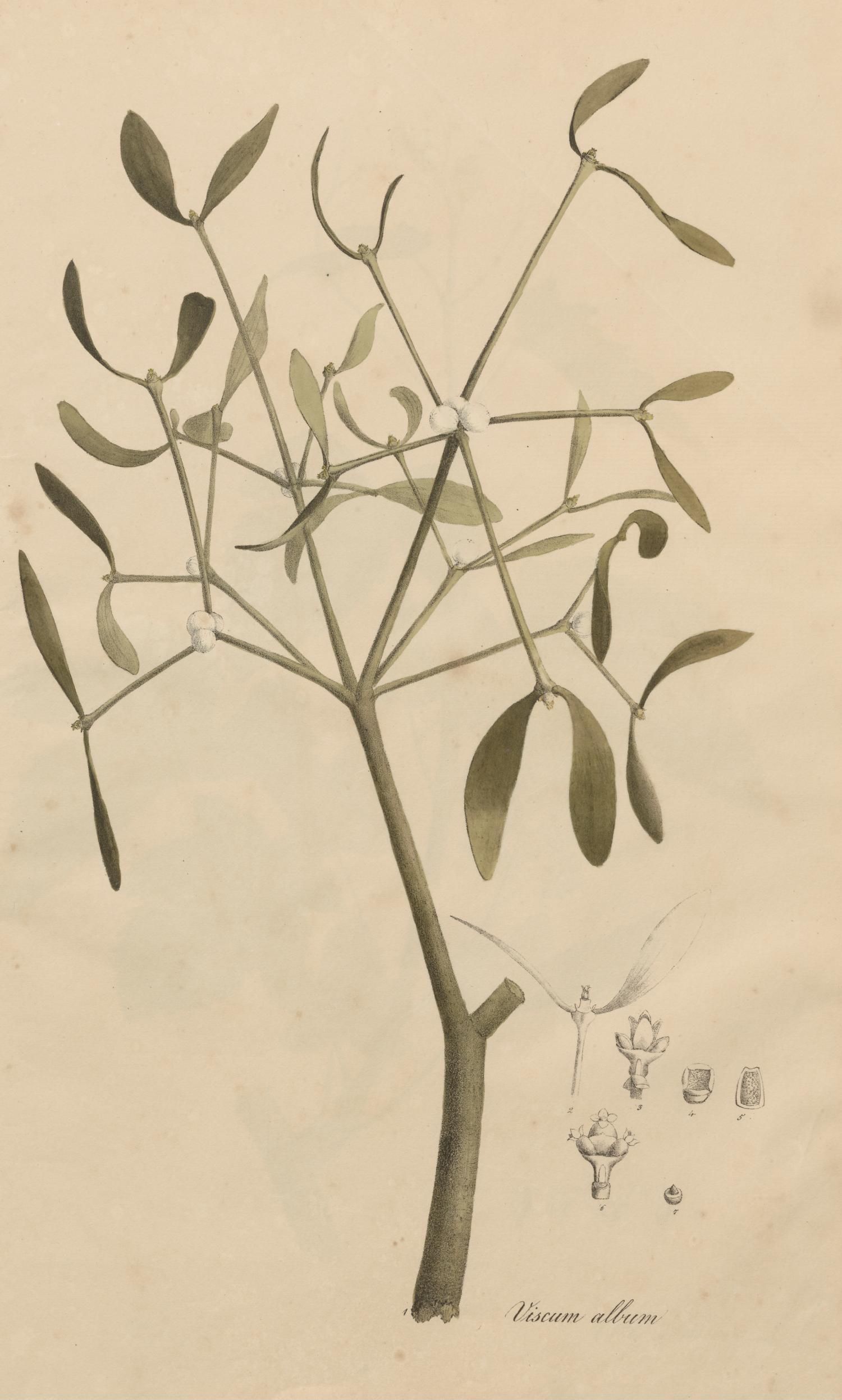 no full size  illustration available (3a)