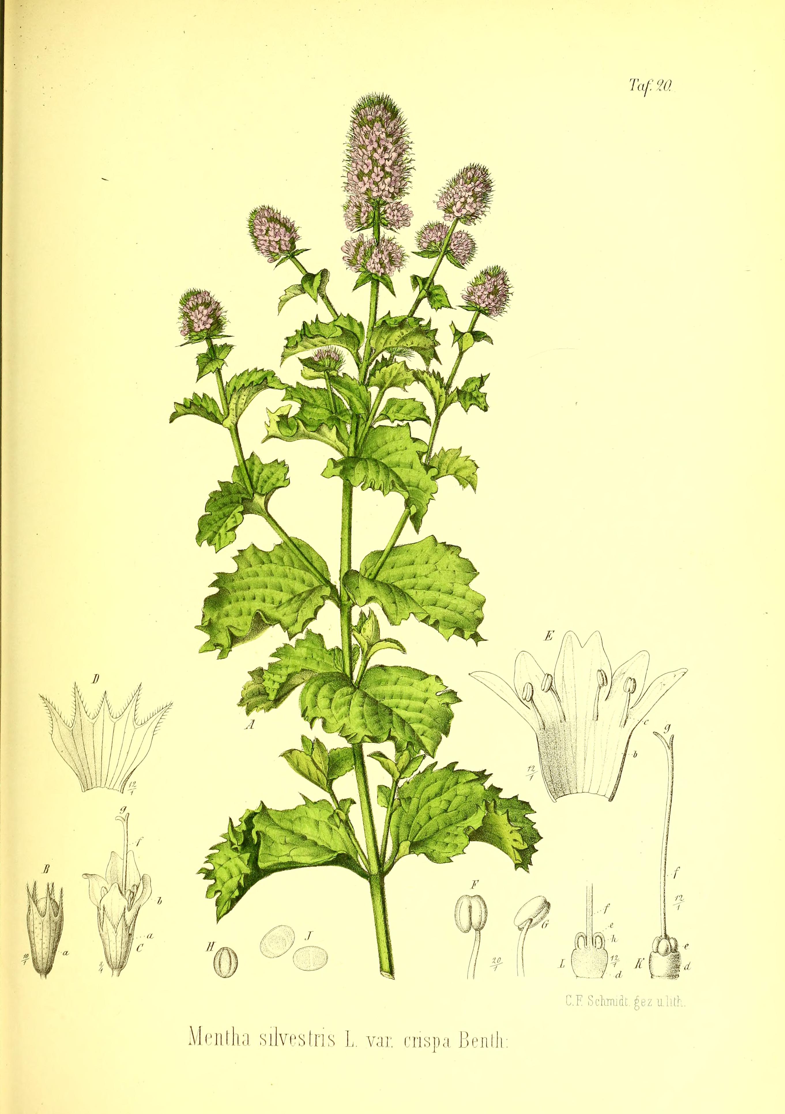 no full size  illustration available (3a)