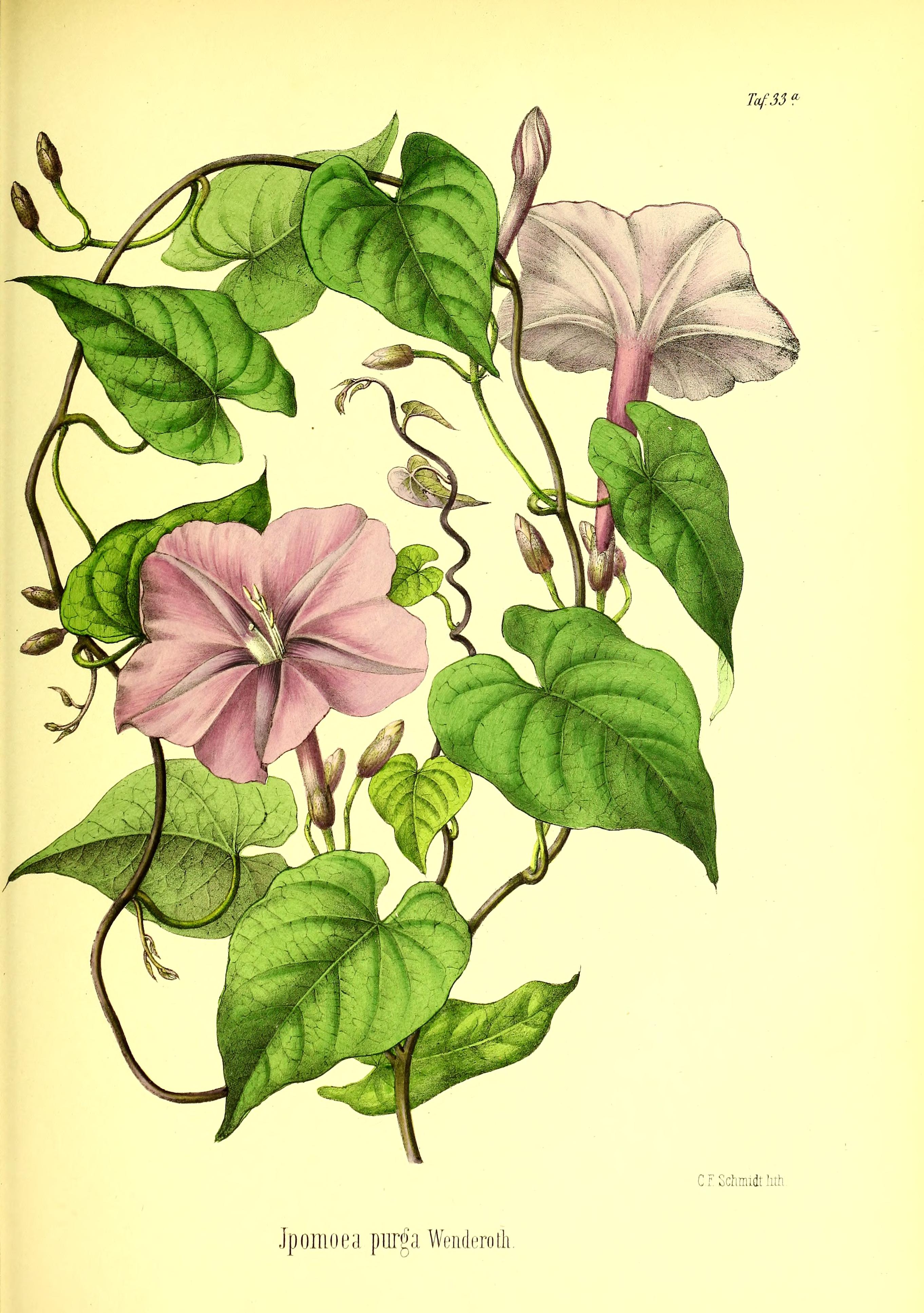 no full size  illustration available (3a)