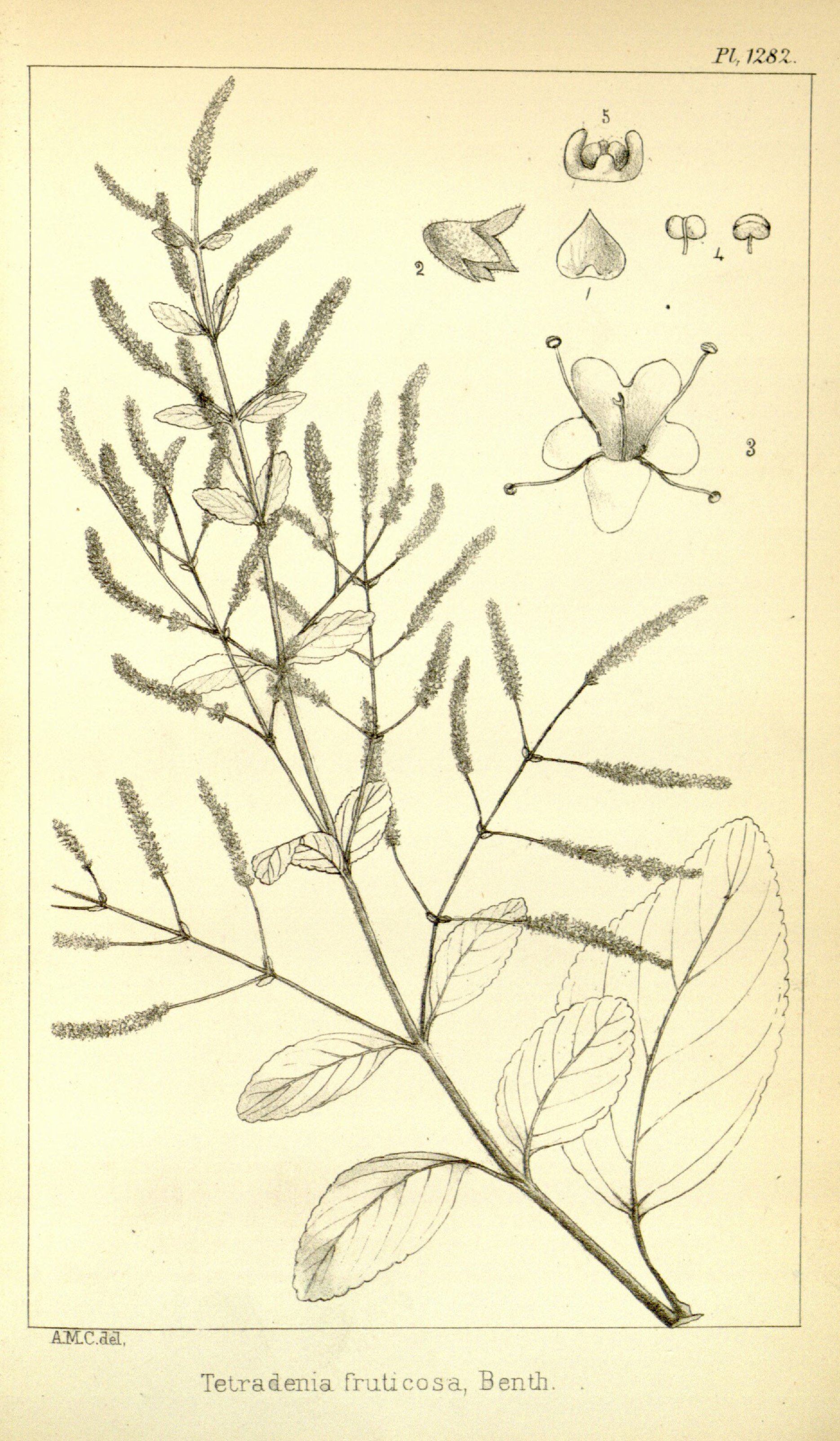 no full size  illustration available (3a)