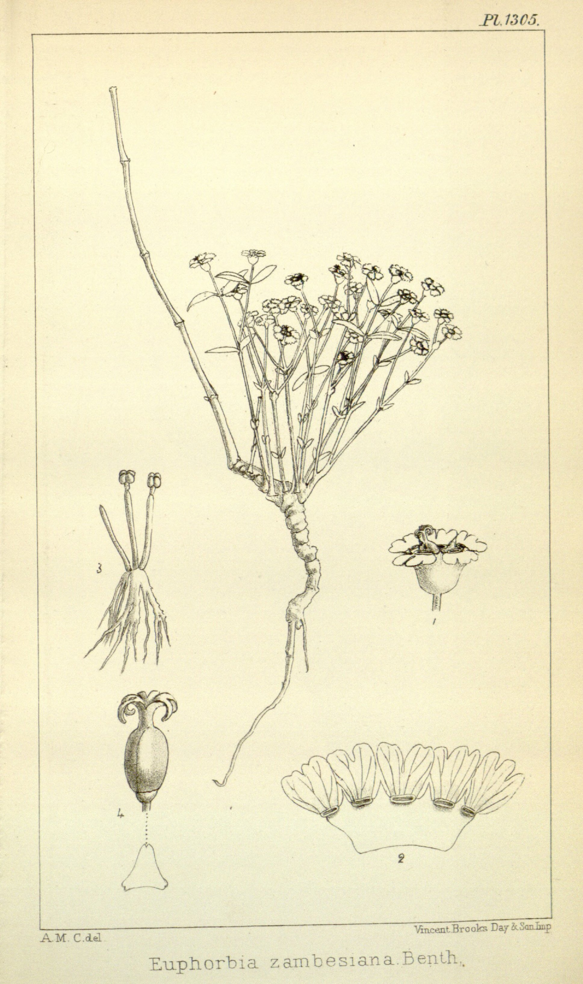 no full size  illustration available (3a)