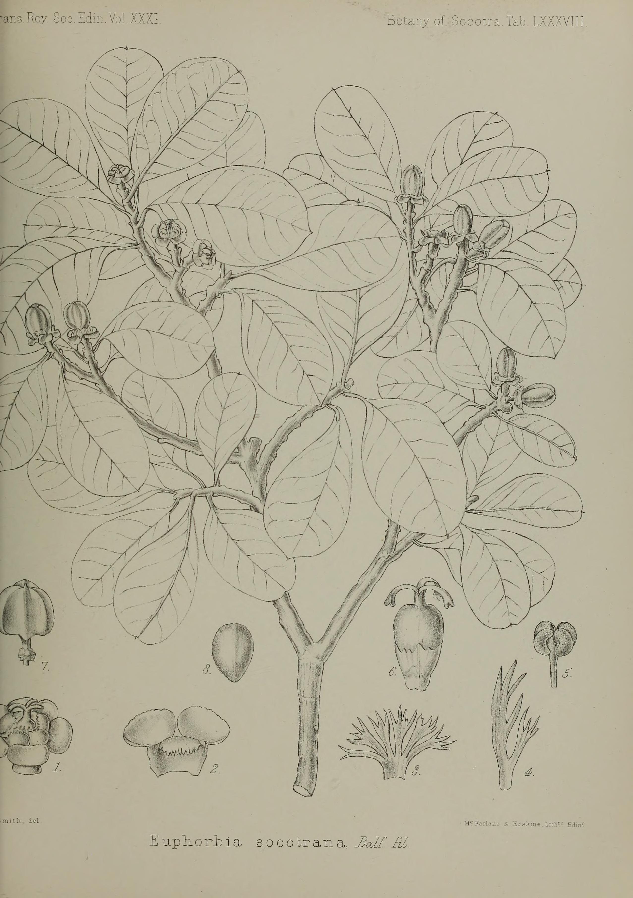 no full size  illustration available (3a)