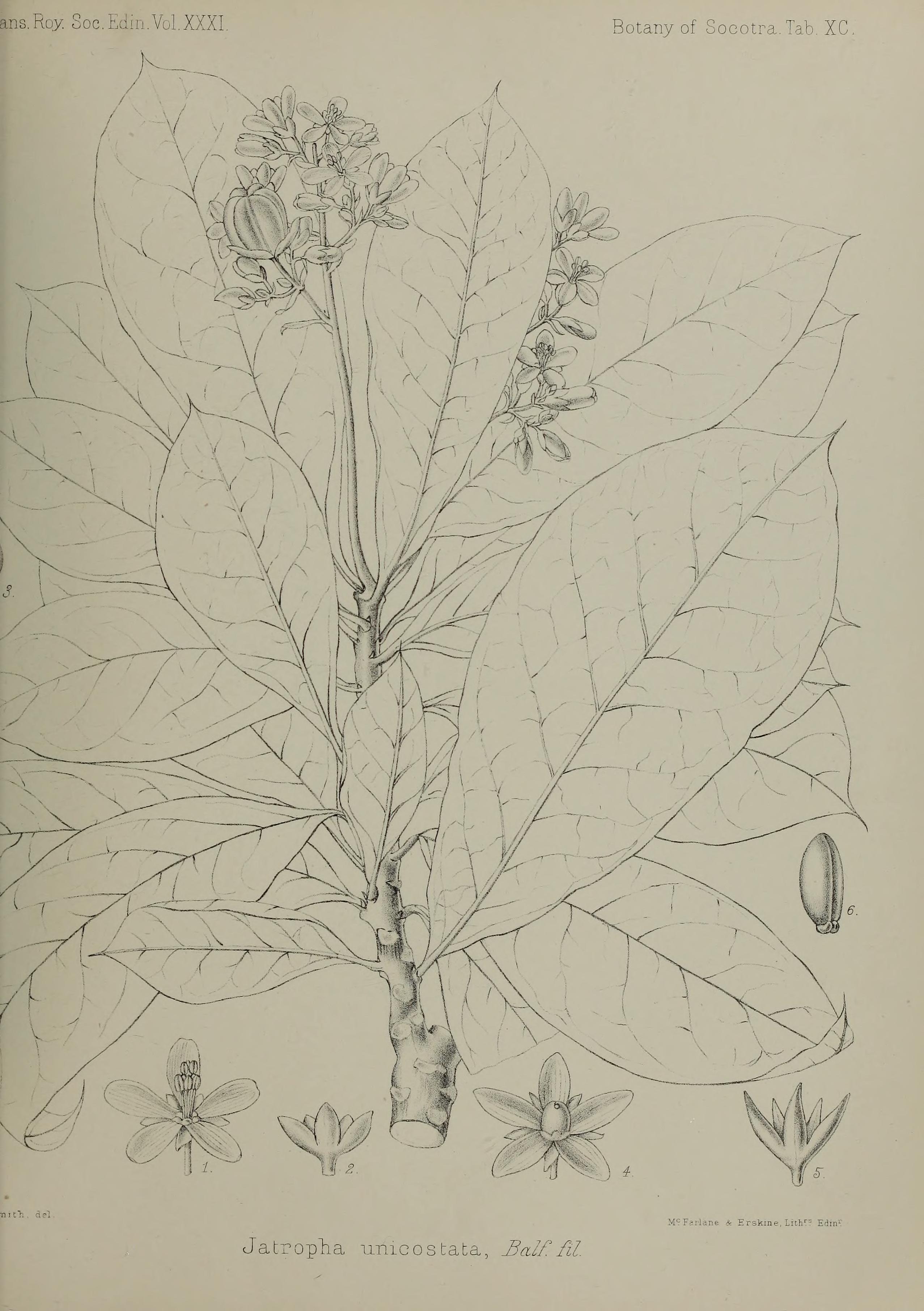 no full size  illustration available (3a)