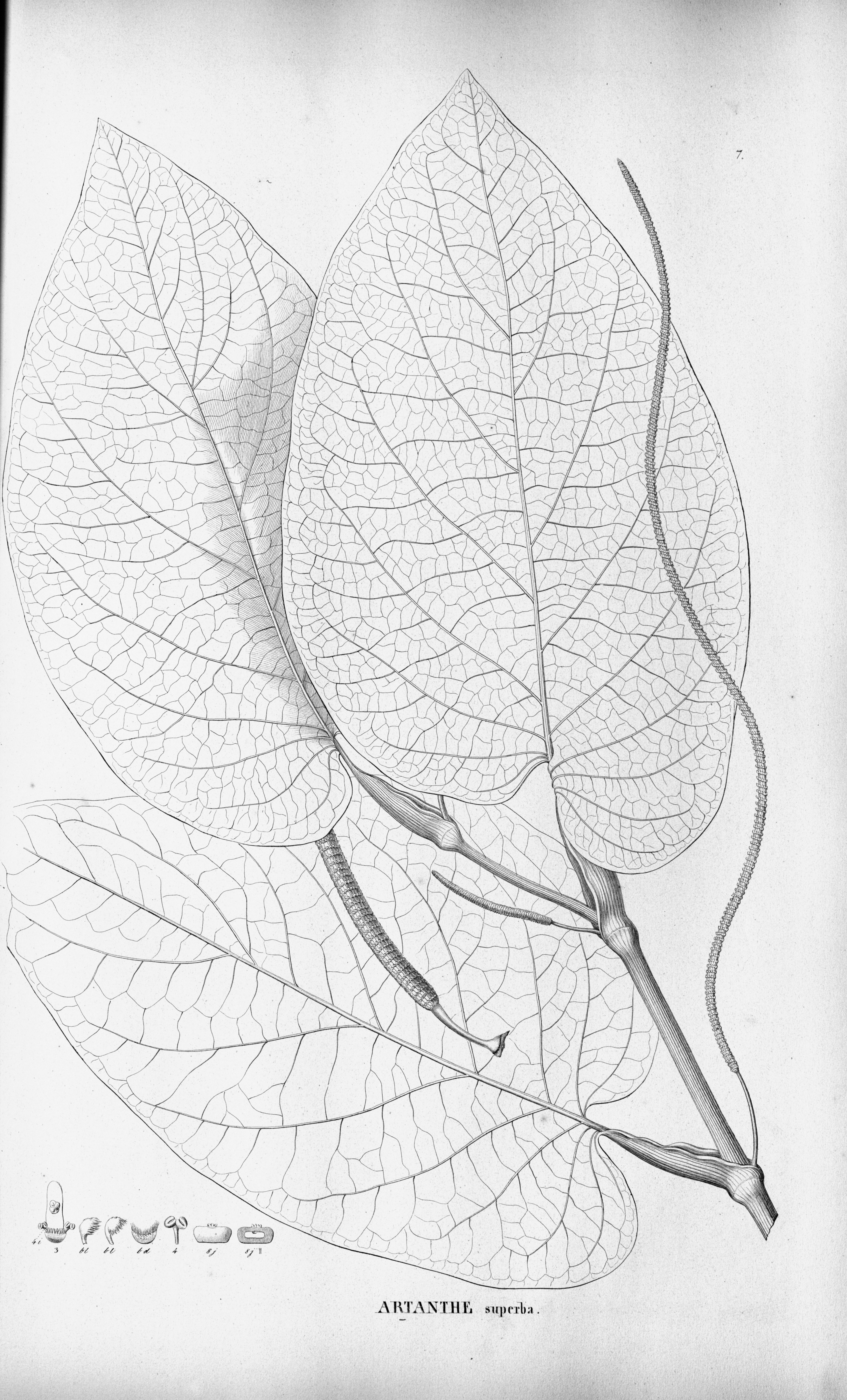 no full size  illustration available (3a)