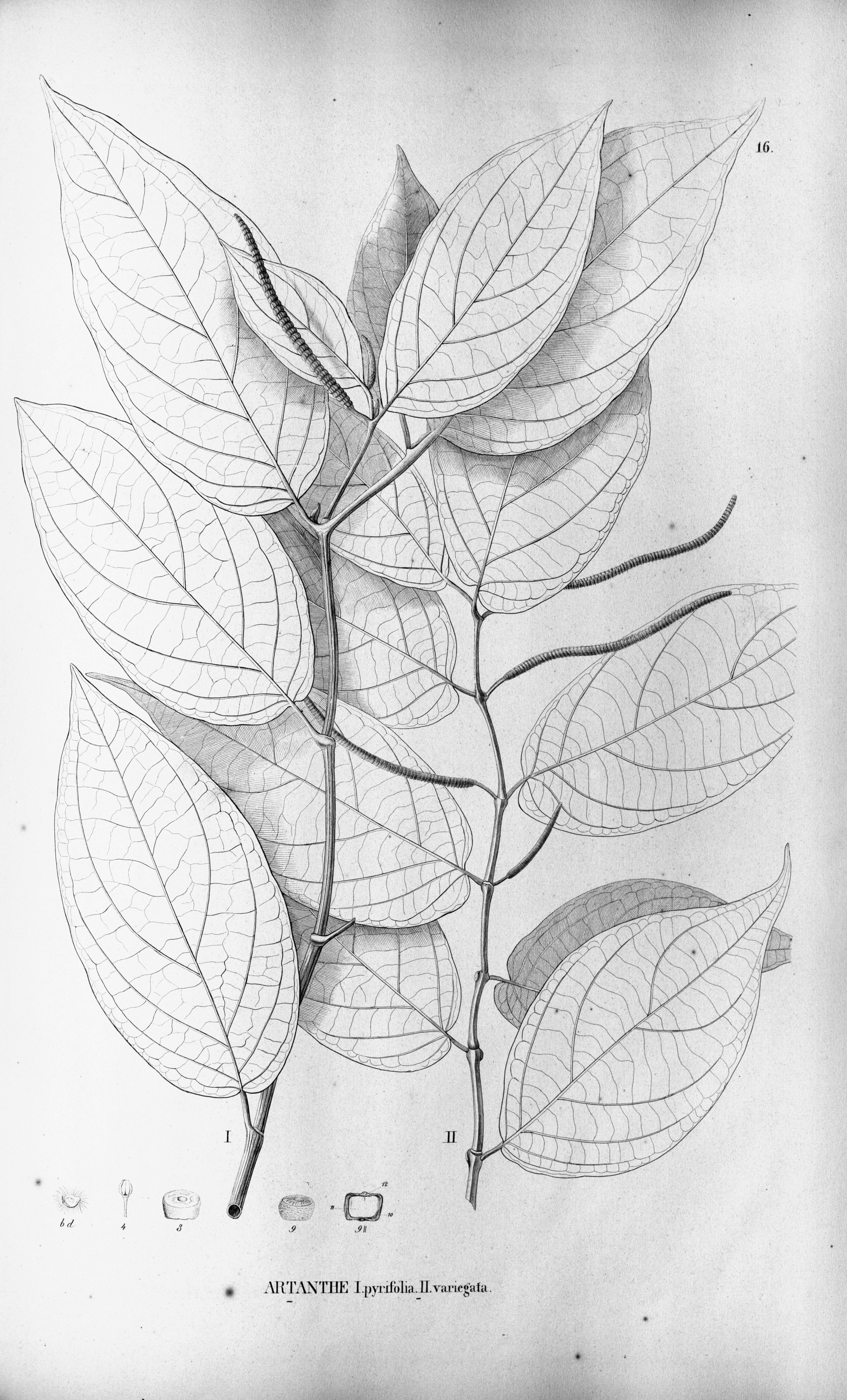 no full size  illustration available (3a)